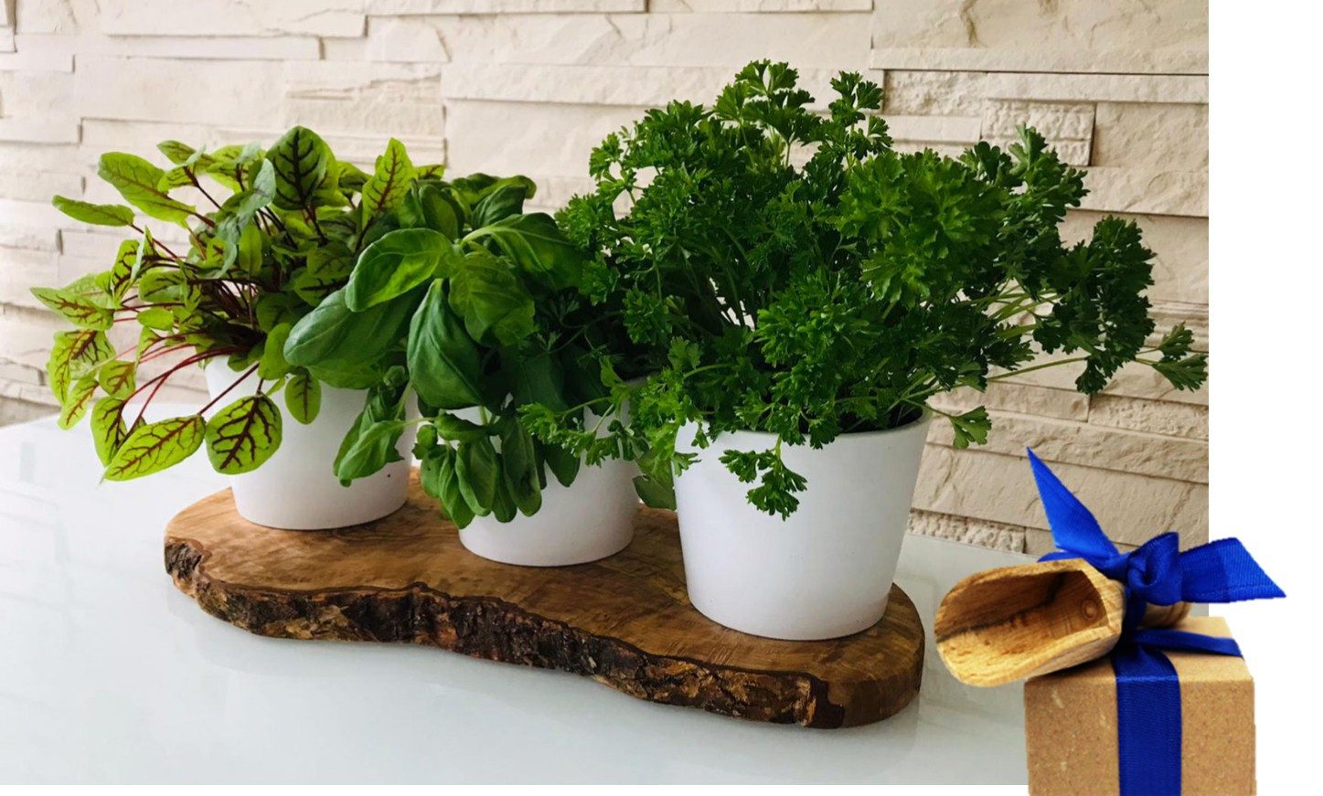 Olivenholz-erleben Kräuterbeet 3er Kräuterstation auf Olivenholz-Sockel (Se günstig online kaufen