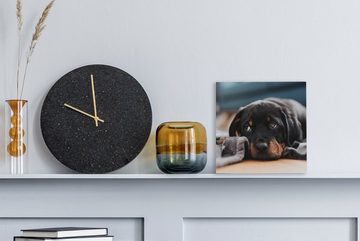OneMillionCanvasses® Leinwandbild Niedlicher Rottweiler-Welpe liegt auf dem Boden, (1 St), Leinwand Bilder für Wohnzimmer Schlafzimmer