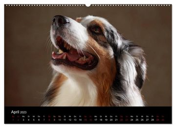 CALVENDO Wandkalender Charmante Australian Shepherds (Premium, hochwertiger DIN A2 Wandkalender 2023, Kunstdruck in Hochglanz)