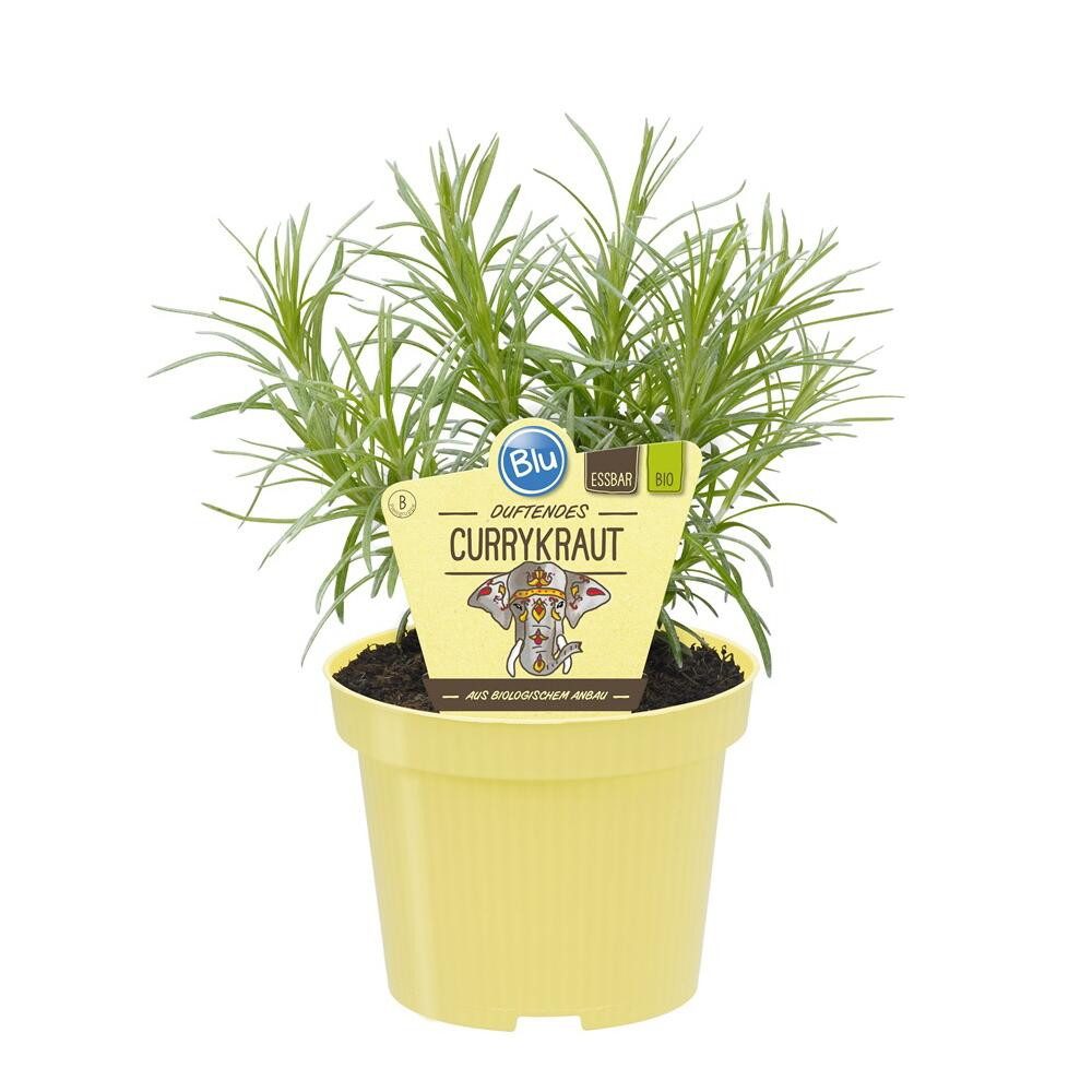 Exotenherz Gewürzkraut Currykraut Helichrysum angustifolia Kräuterpflanze im 12cm Topf
