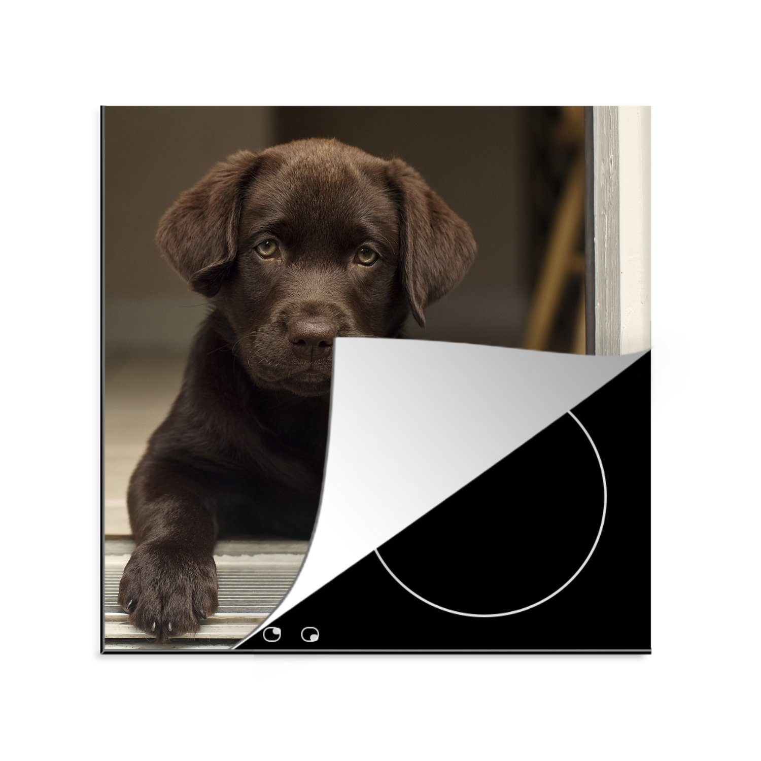 MuchoWow Herdblende-/Abdeckplatte Niedlicher Labrador Retriever schaut in die Kamera, Vinyl, (1 tlg), 78x78 cm, Ceranfeldabdeckung, Arbeitsplatte für küche