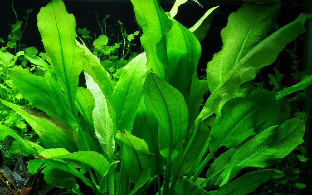 Aquaone Wasserpflanze Aquarium Pflanze Echinodorus bleheri im Topf Topf Nr.371
