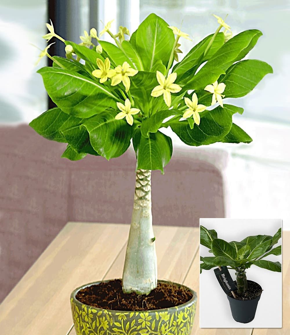 BALDUR Garten Zimmerpflanze Hawaii-Palme, 1 St., Miniaturpalme, pflegeleicht
