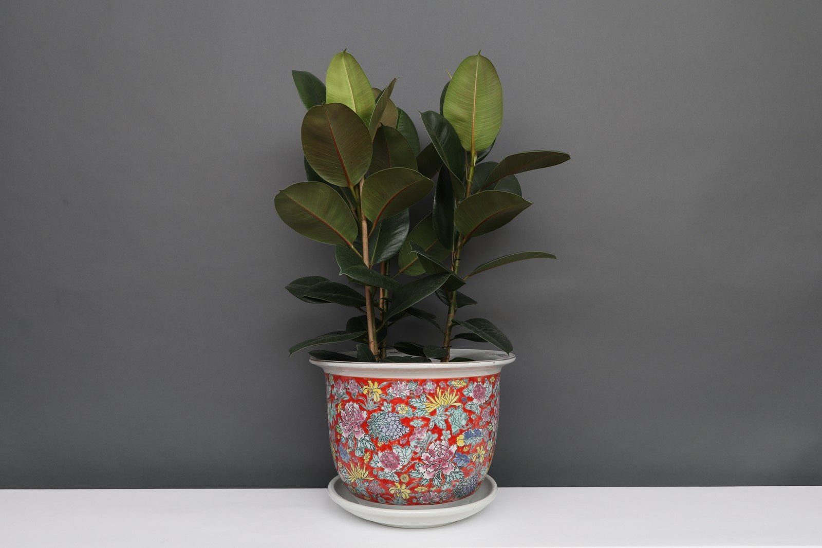 Yajutang Topfpflanze