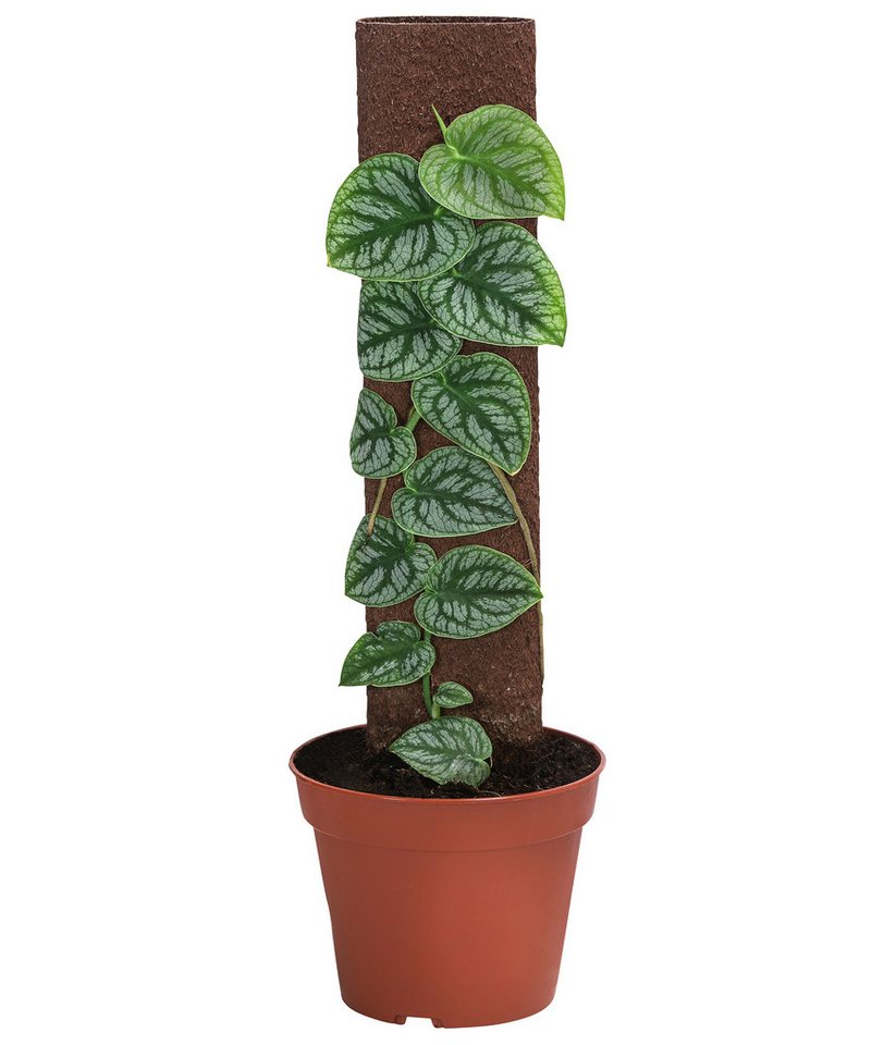 Dehner Zimmerpflanze Fensterblatt an Kratiste-Stab, Monstera dubia, ca. 46 cm, Ø Topf 14 cm, Zimmerpflanzen-Rarität mit herzförmigen Blättern