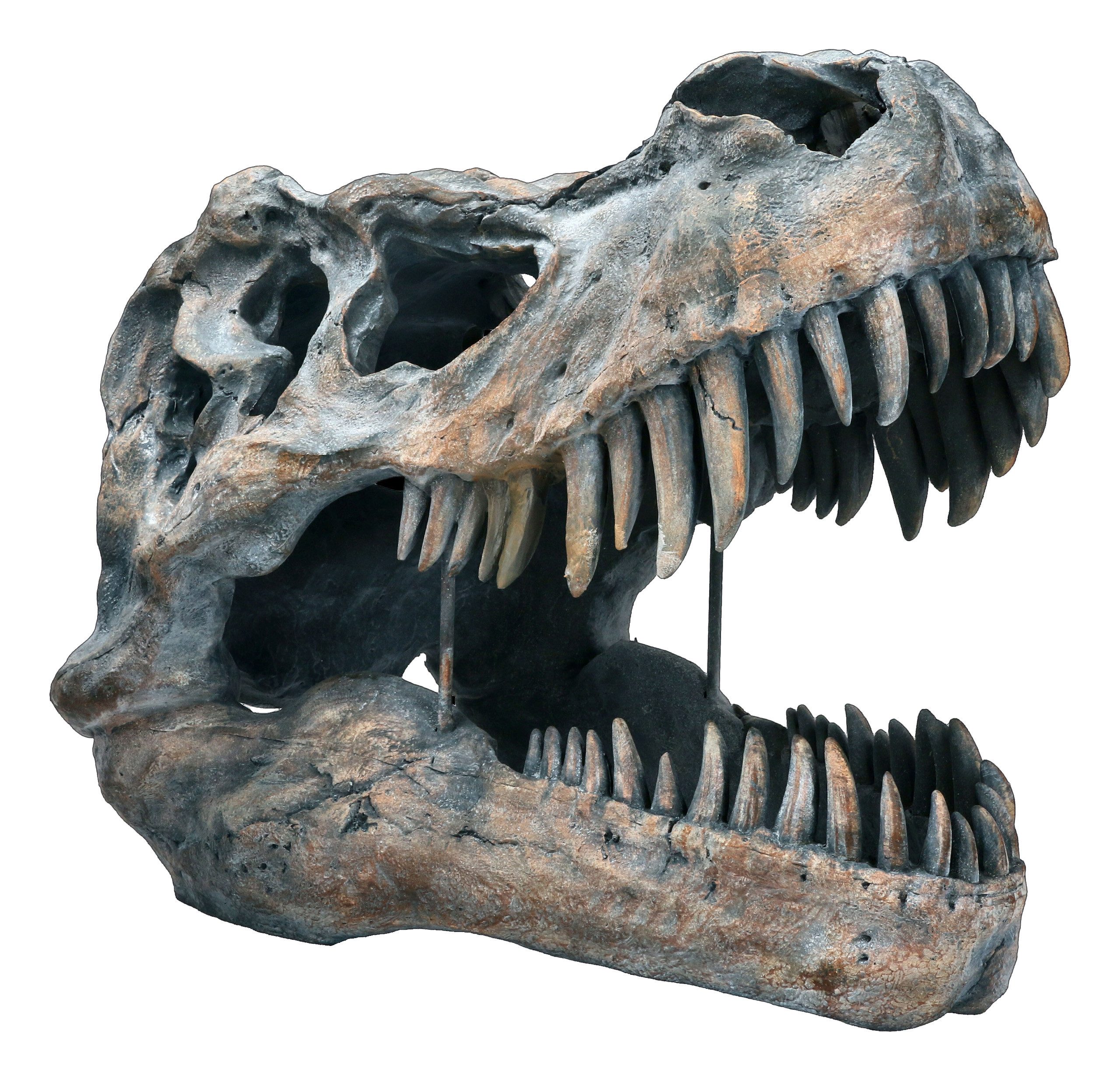 Figuren Shop GmbH Dekoobjekt Totenkopf - Tyrannosaurus Rex - groß - Urzeit Dekoration