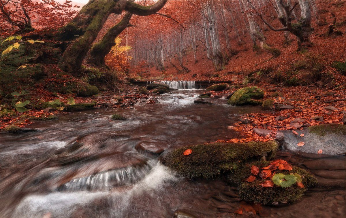 Papermoon Fototapete Fluss im Wald