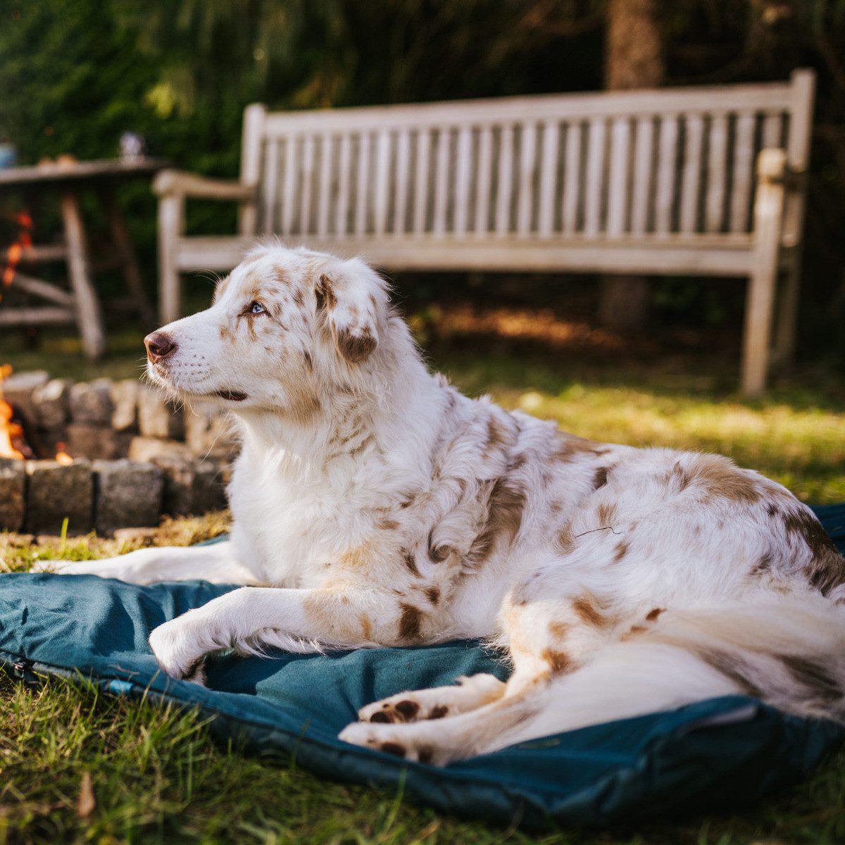 Non-stop dogwear Hundematte Campingmatte Trekking Dog günstig online kaufen