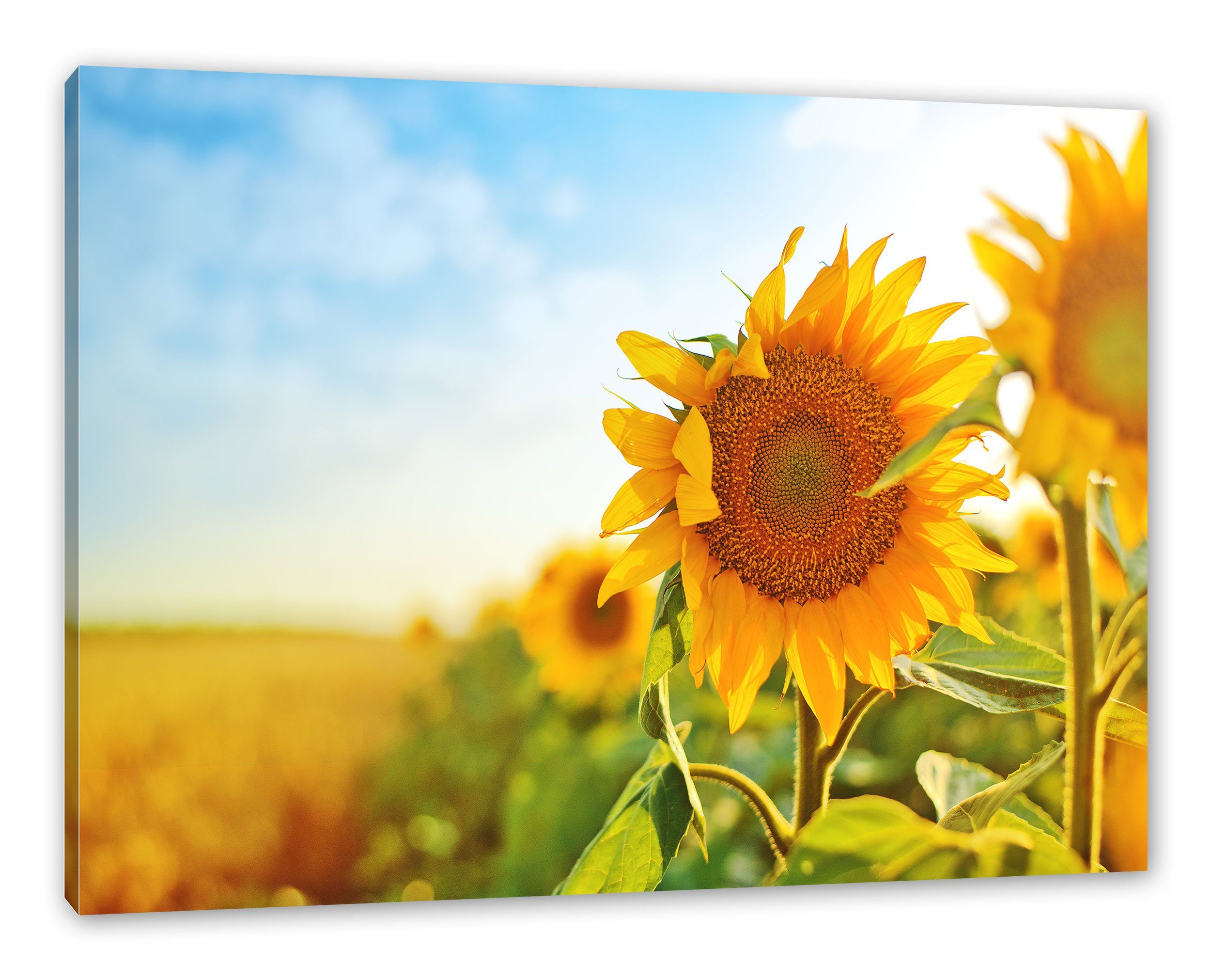 (1 fertig Sonnenblumenfeld, Strahlendes St), bespannt, Zackenaufhänger Leinwandbild Sonnenblumenfeld Pixxprint inkl. Leinwandbild Strahlendes