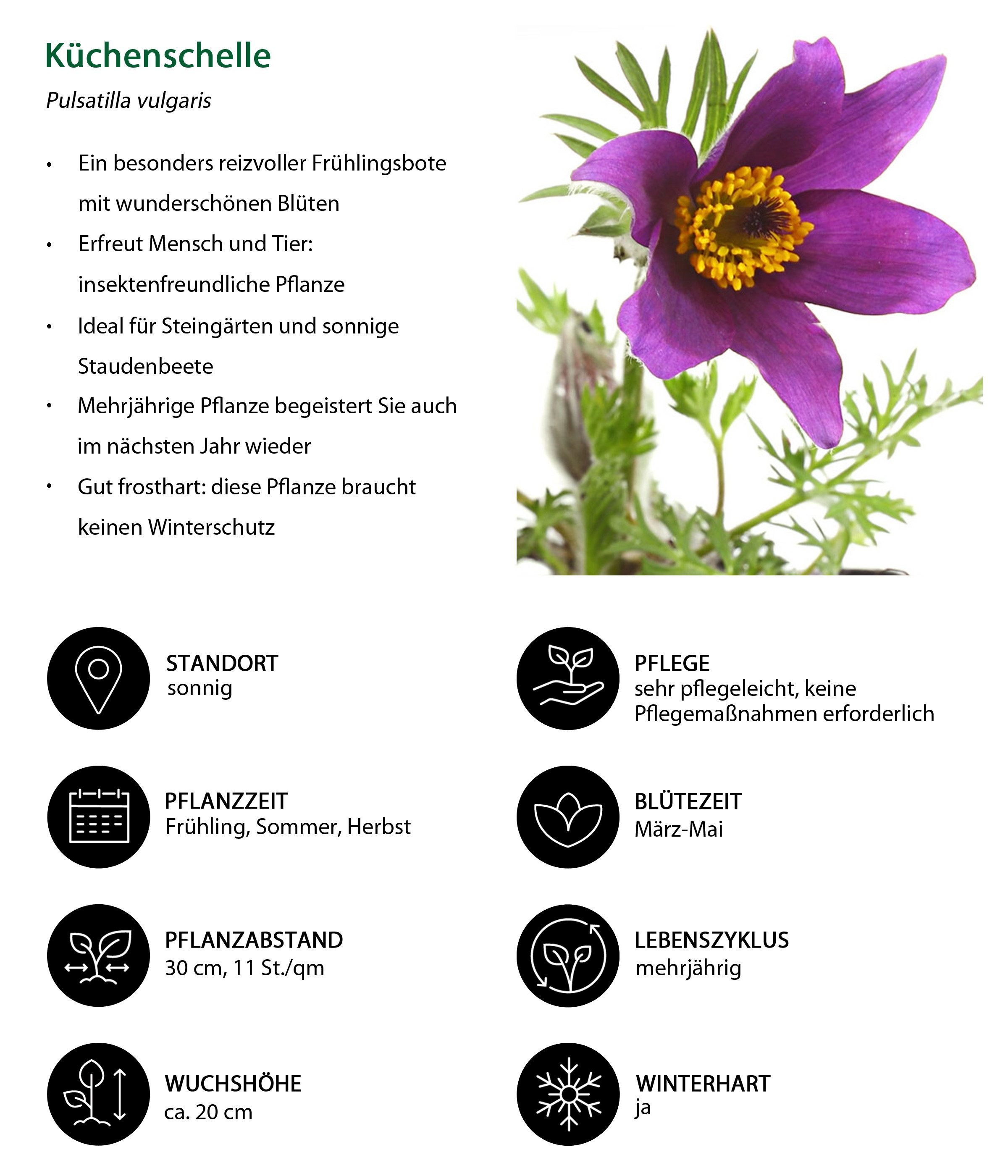 Dehner Staude Bio Stauden-Set für Halbschatten-Beete, je 10 cm exkl. Pflanztopf, je 3x 8 verschiedene Gartenstauden, insgesamt 24 mehrjährige Pflanzen