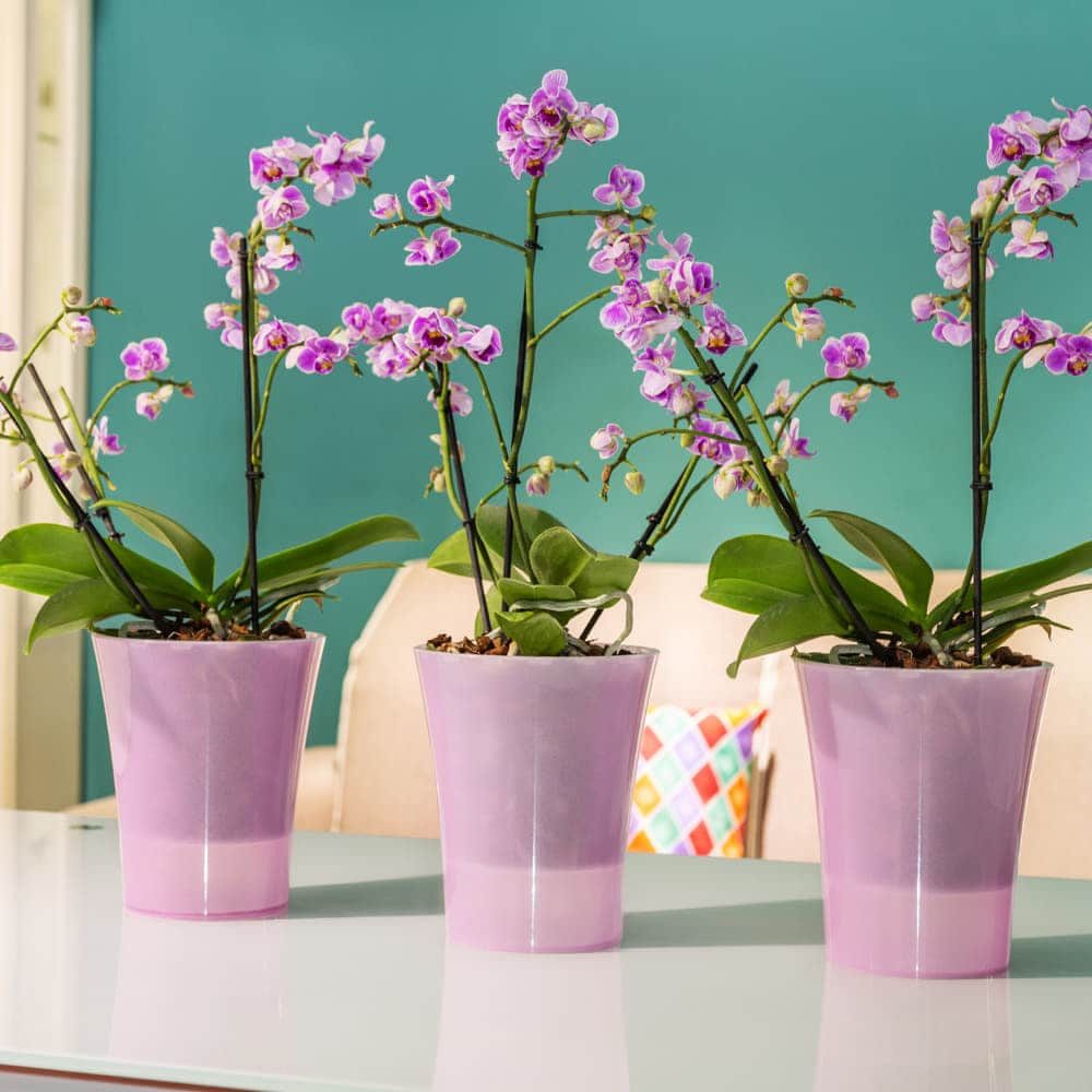 Happy plants Blumentopf Arte-Dea Selbstbewässerungstöpfe - Blumentopf für Orchideen, Hochglanzoptik, rund, leichtgewichtig – Bild 3 von 5