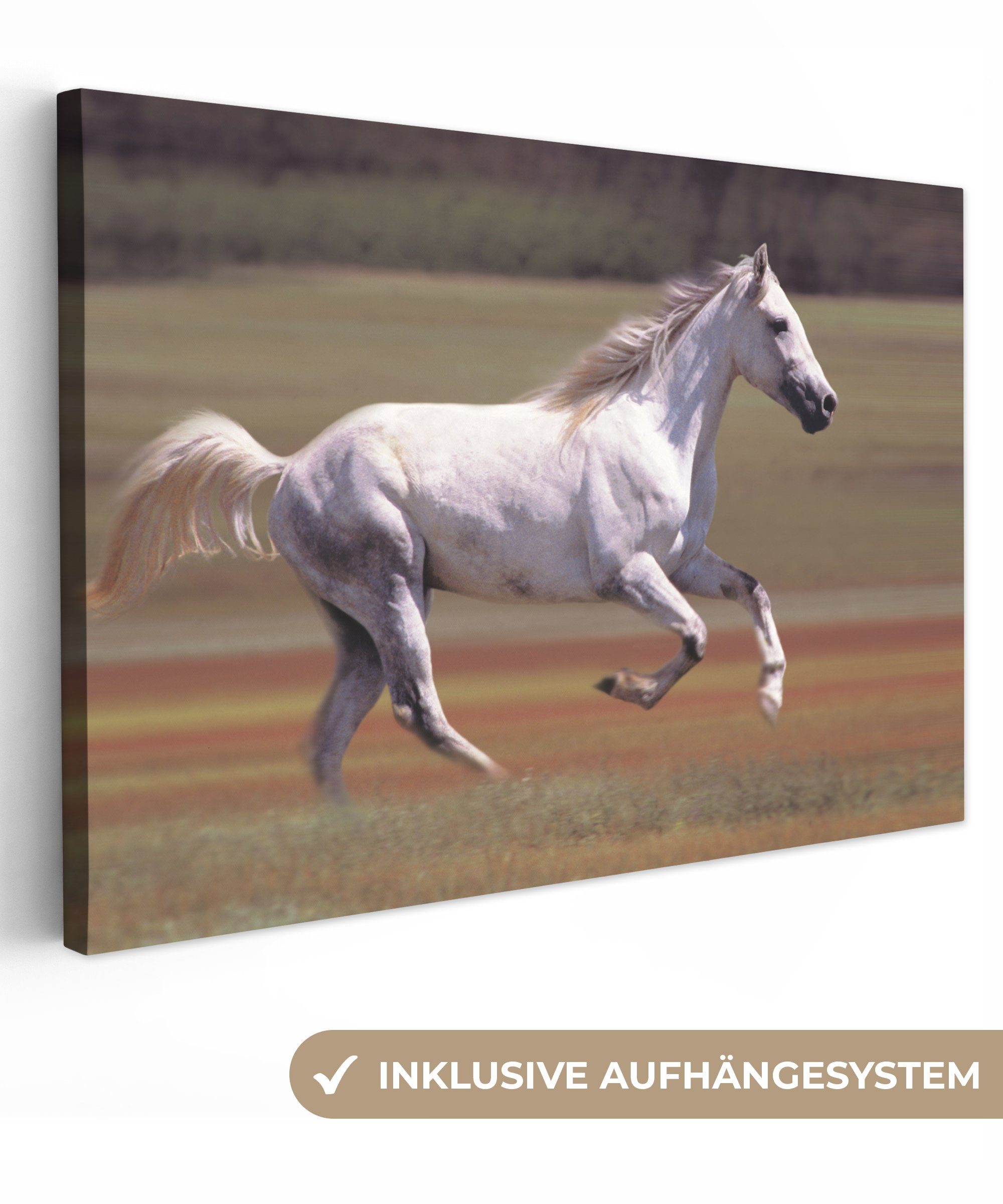 OneMillionCanvasses® Leinwandbild Pferd - Licht - Gras, (1 St), Wandbild Leinwandbilder, Aufhängefertig, Wanddeko, 30x20 cm bunt