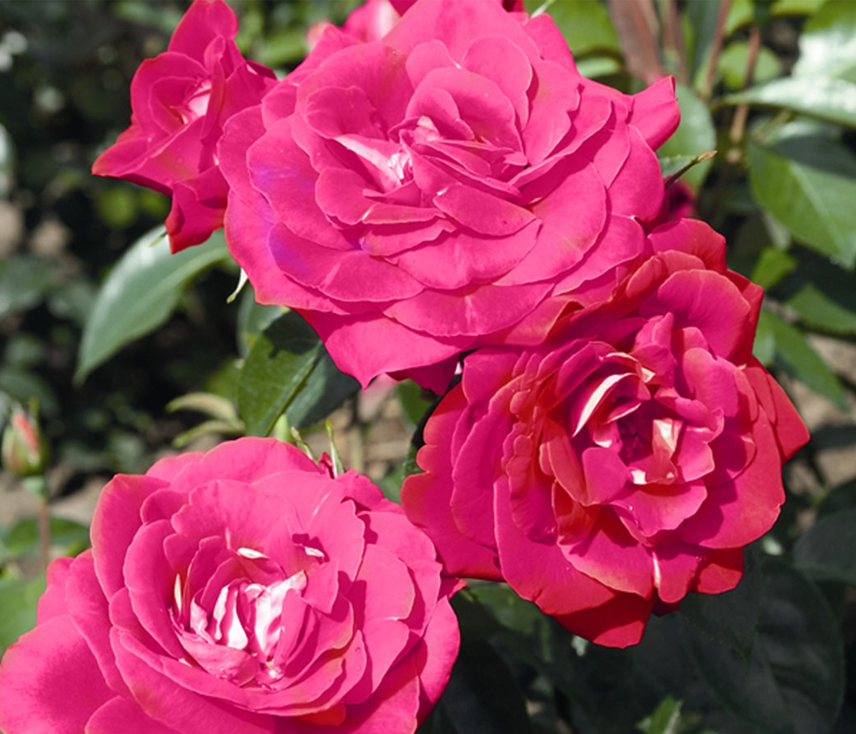 Dehner Rose Beetrose Heimatmelodie®, pink-weiße Blüten, nicht duftende, gefüllte Blüten, Züchter Tantau