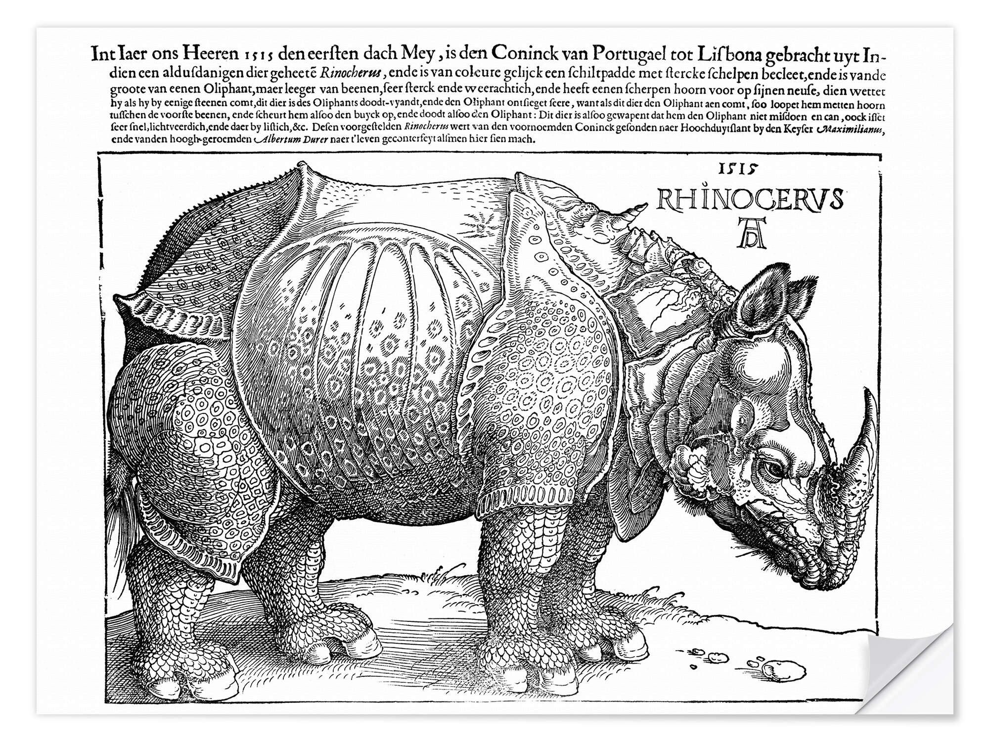 Wandfolie Albrecht Dürer