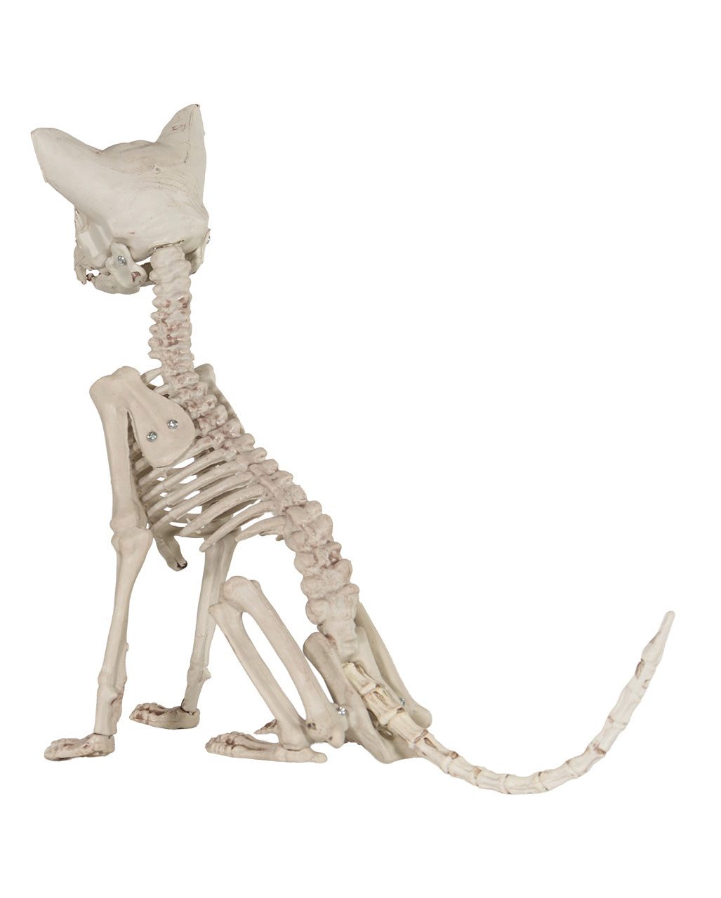 Horror-Shop Dekoobjekt Katzenskelett als Halloween Deko 48cm – Bild 5 von 5