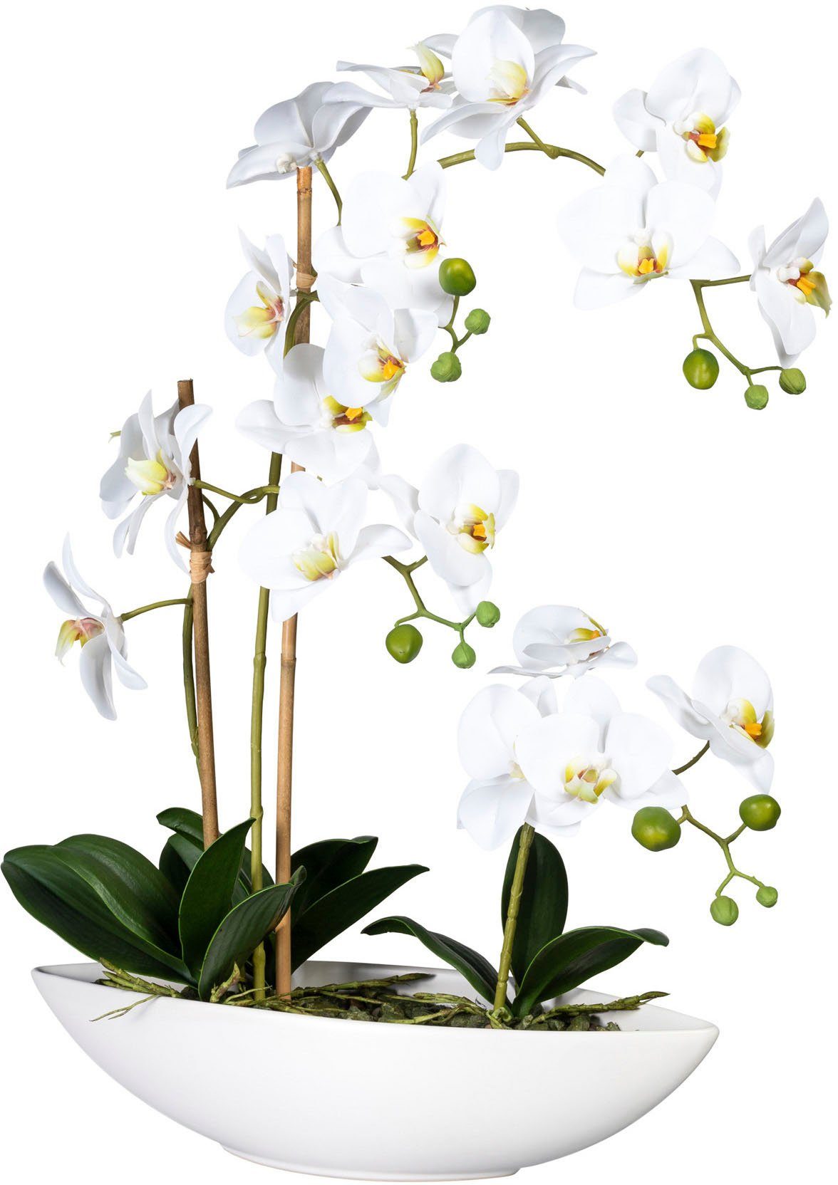 Kunstorchidee Phalaenopsis Orchidee Phalaenopsis, Creativ green, Höhe 60 cm, im Keramikschiff weiß | Kunstorchideen