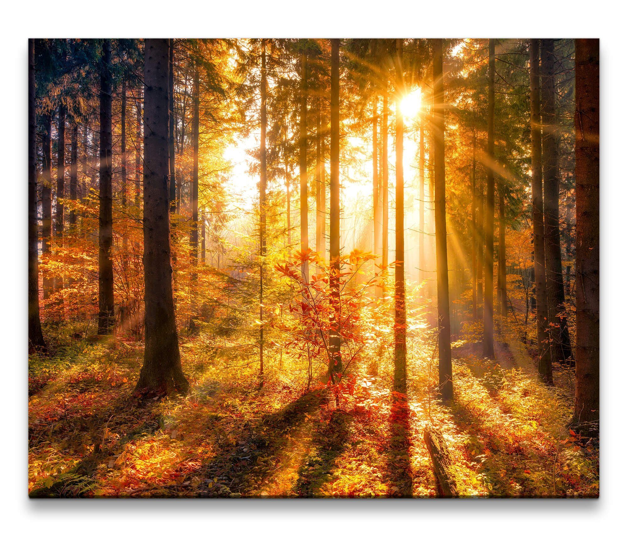 möbel-direkt.de Leinwandbild Bilder XXL Herbstwald mit günstig online kaufen