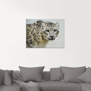 Artland Glasbild Schneeleopard, Wildtiere (1 St), in verschiedenen Größen