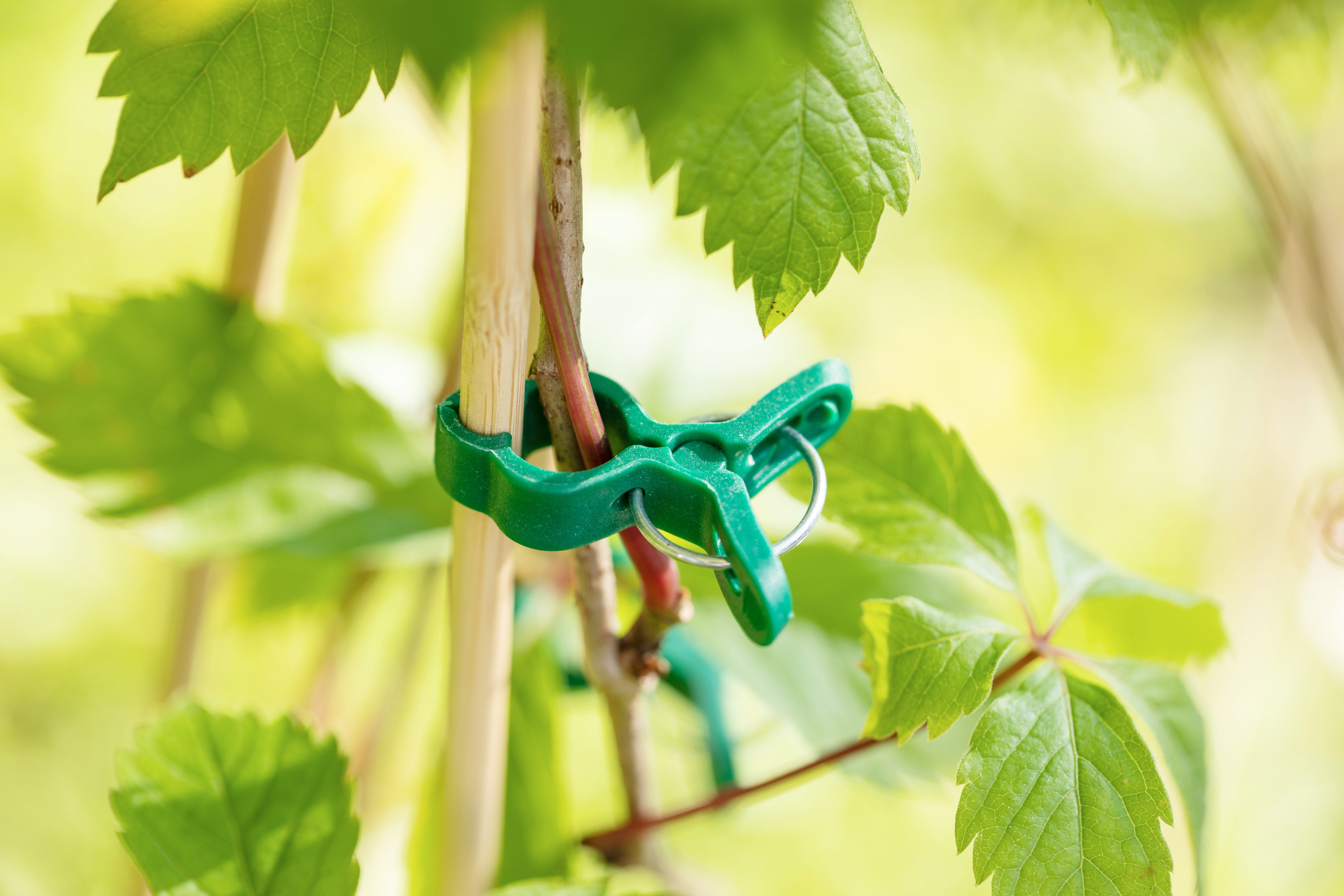 Windhager Rankhilfe Pflanzenclips Mini zum befestigen von Ästen, Pflanzklammern 15 Stk. Packung, 15 St., Pflanzenhalter, grün – Bild 4 von 4