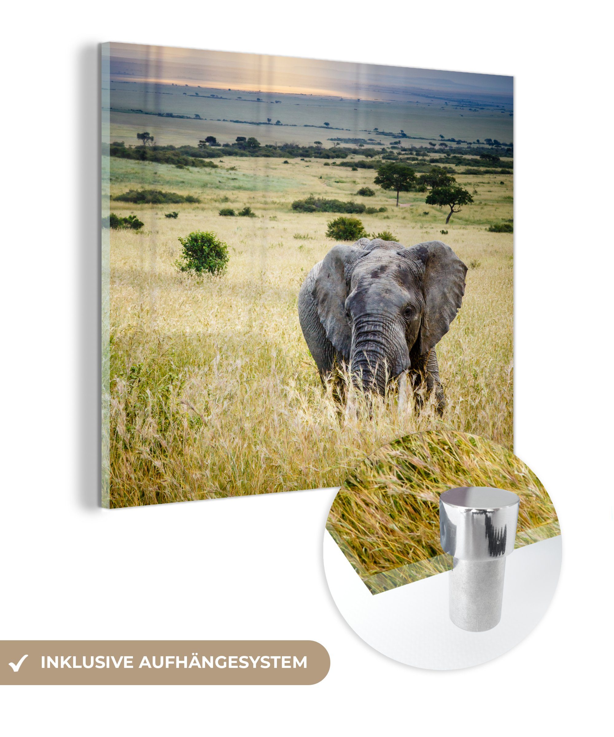 MuchoWow Acrylglasbild auf - Landschaft Glas - Elefant (1 St), Foto Glasbilder Glas Bilder - Natur, Wandbild Tiere Wanddekoration auf - - - Sonne 