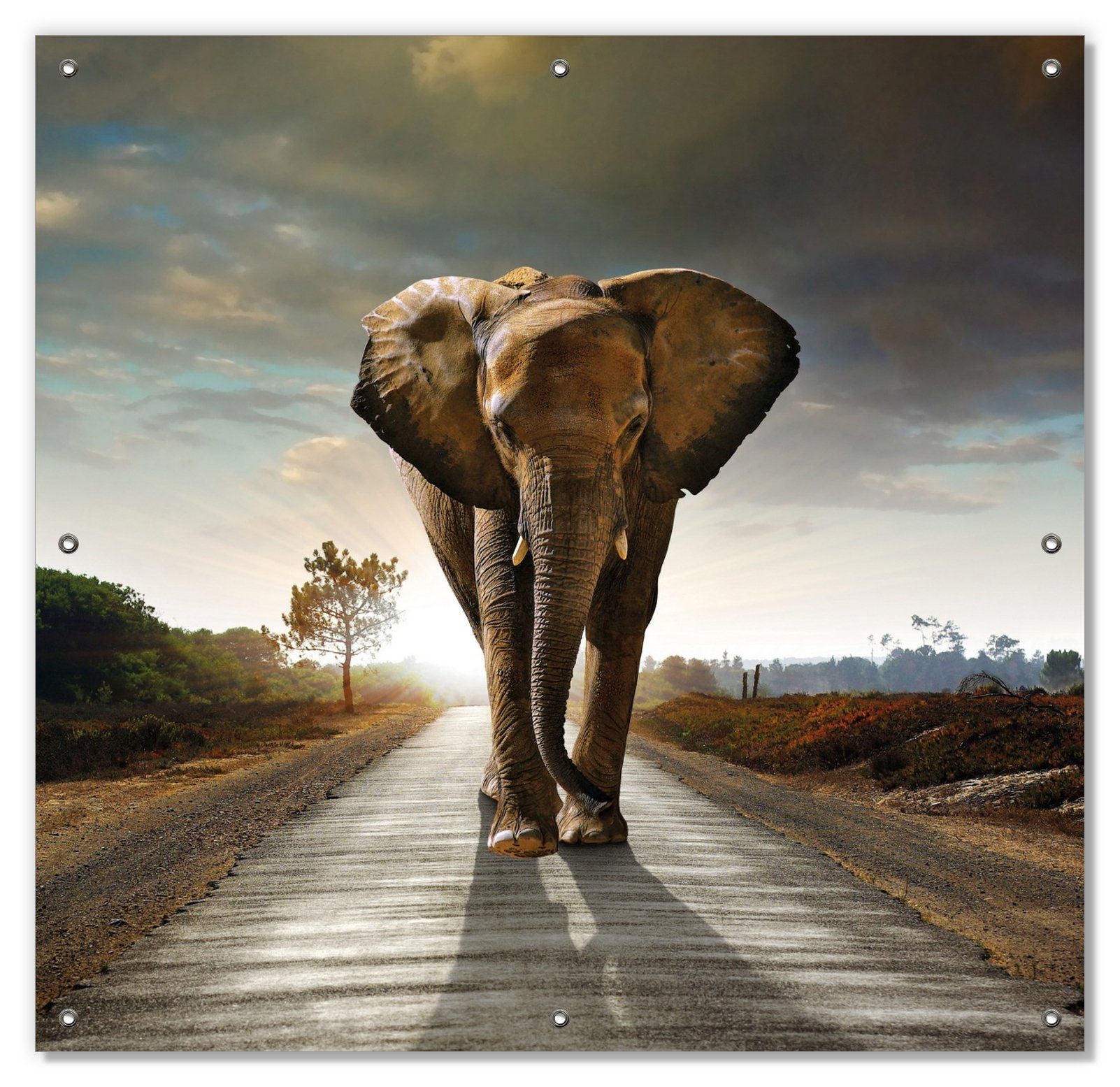 Sonnenschutz Elefant bei Sonnenaufgang in Afrika, Wallario, blickdicht, mit Saugnäpfen, wiederablösbar und wiederverwendbar
