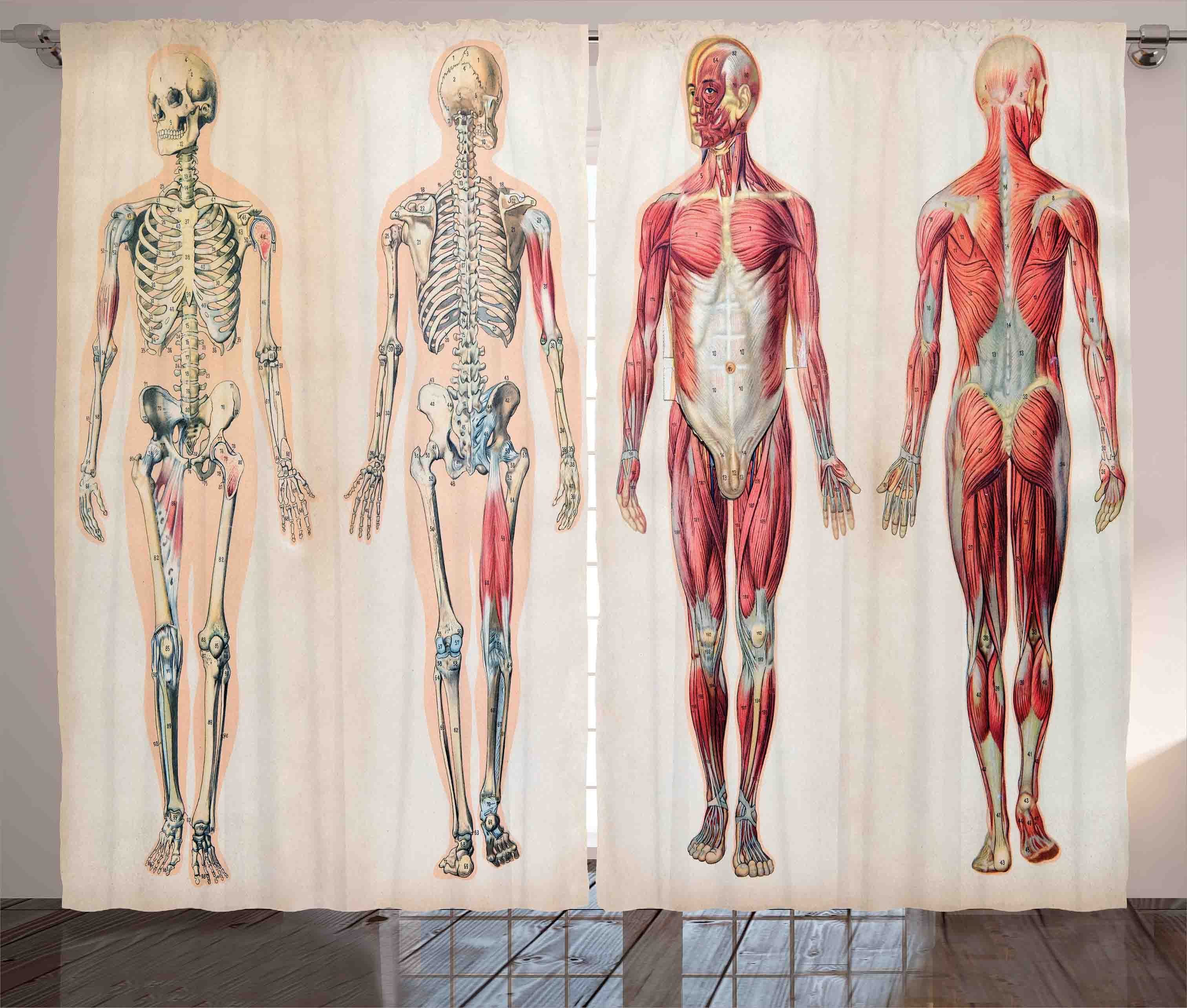 Abakuhaus, Menschlicher und Jahrgang Körper Anatomie Haken, Schlafzimmer mit Vorhang Gardine Kräuselband Schlaufen