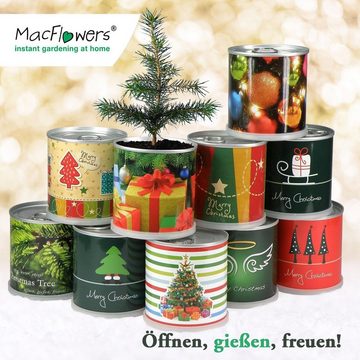 MacFlowers® Anzuchttopf Weihnachtsbaum in der Dose - 2er Set Kugeln und Pakete (2 St)