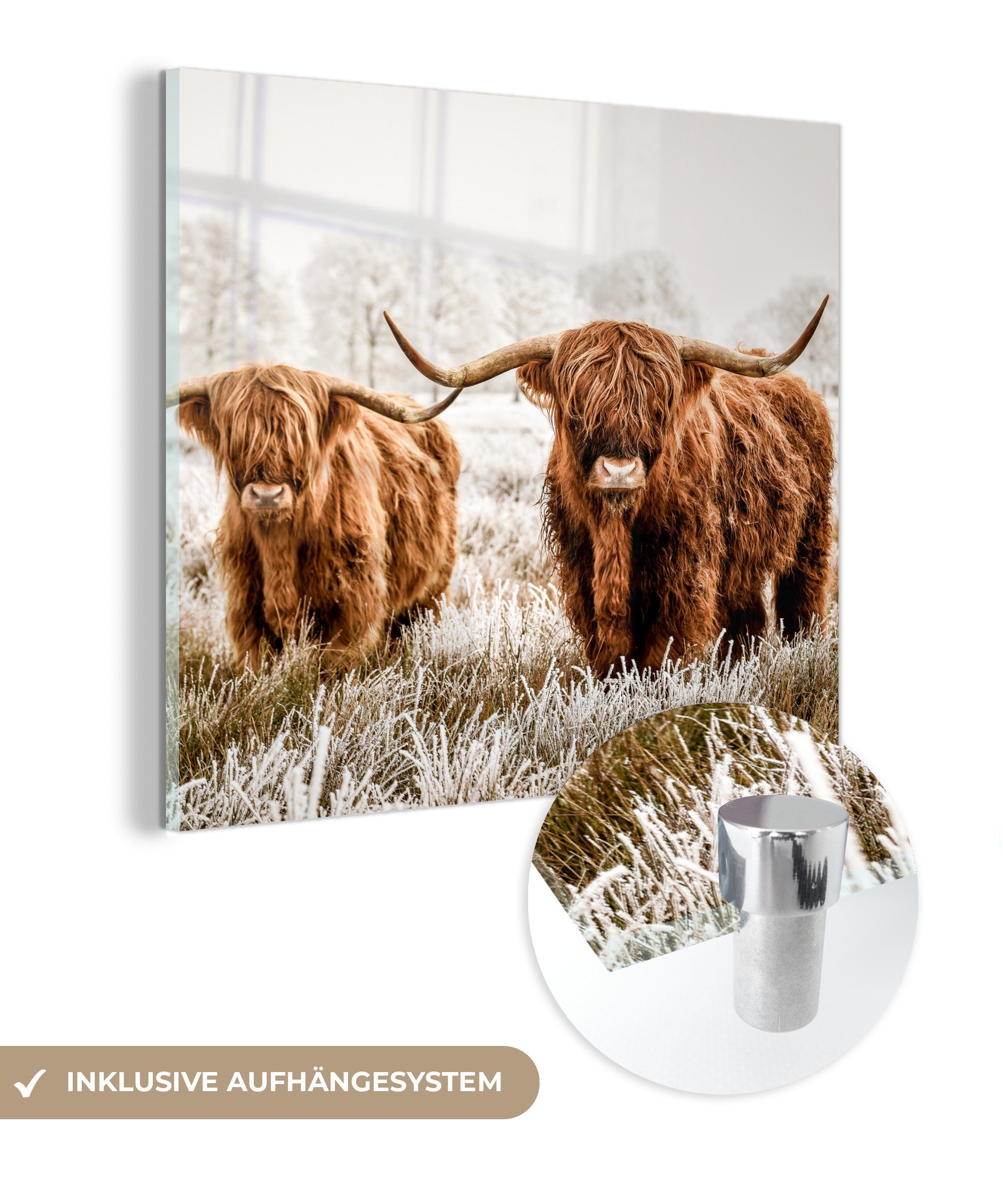 Bilder bunt Wandbild MuchoWow Glas auf - - St), Tiere, Kuh Acrylglasbild - - Glasbilder Highlander Schottischer Foto Glas auf - (1 Wanddekoration