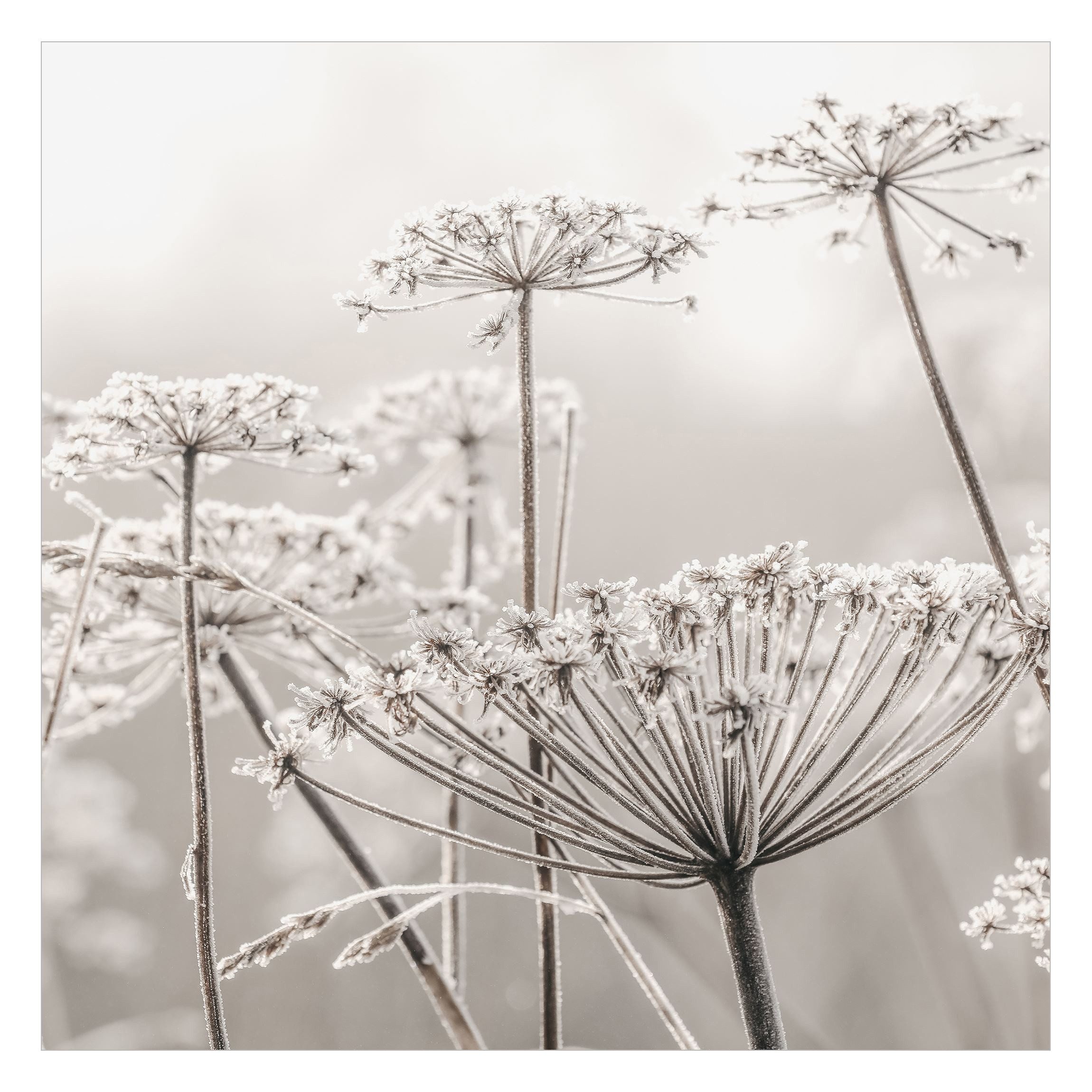 Bilderdepot24 Fototapete Blumen Doldenblüten Frost Blumentapete günstig online kaufen