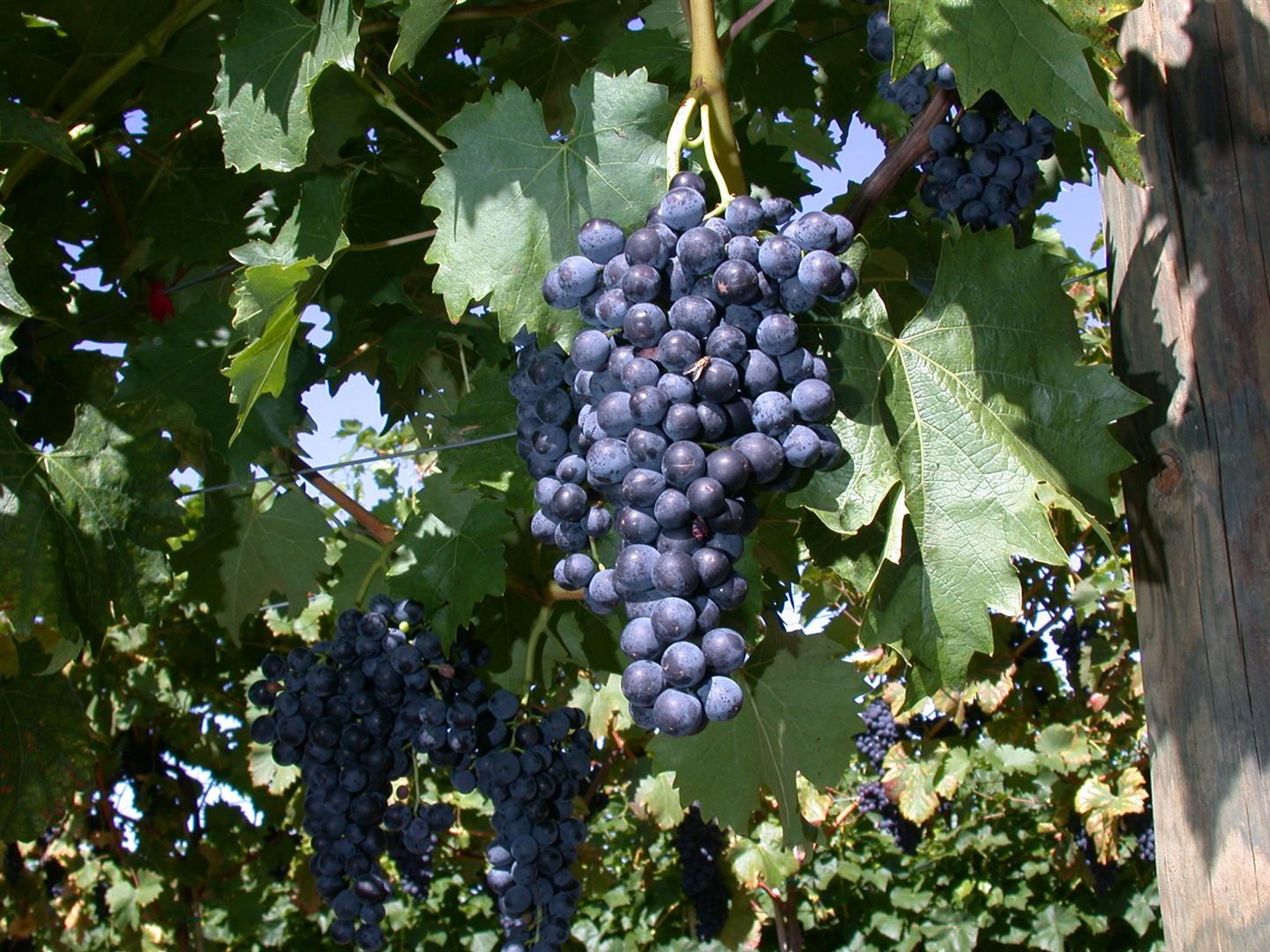 Pflanzen für Dich Obstpflanze Vitis vinifera Regent, 1 St., Regent-Rebe, Regent-Traube, Weinrebe, rotblau, pilzresistent