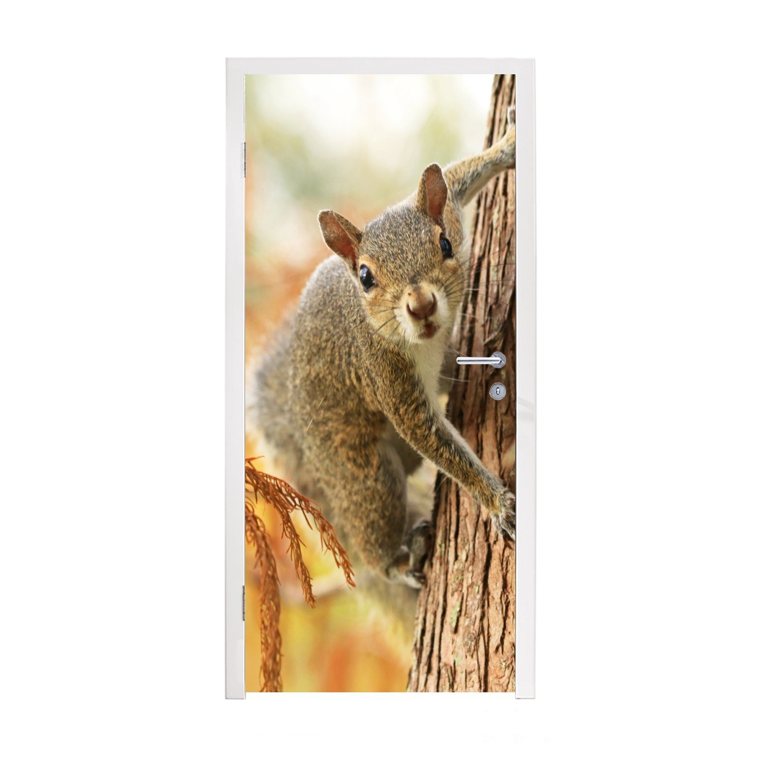 MuchoWow Türtapete Eichhörnchen - Baum - Herbst, Matt, bedruckt, (1 St), Fototapete für Tür, Türaufkleber, 75x205 cm
