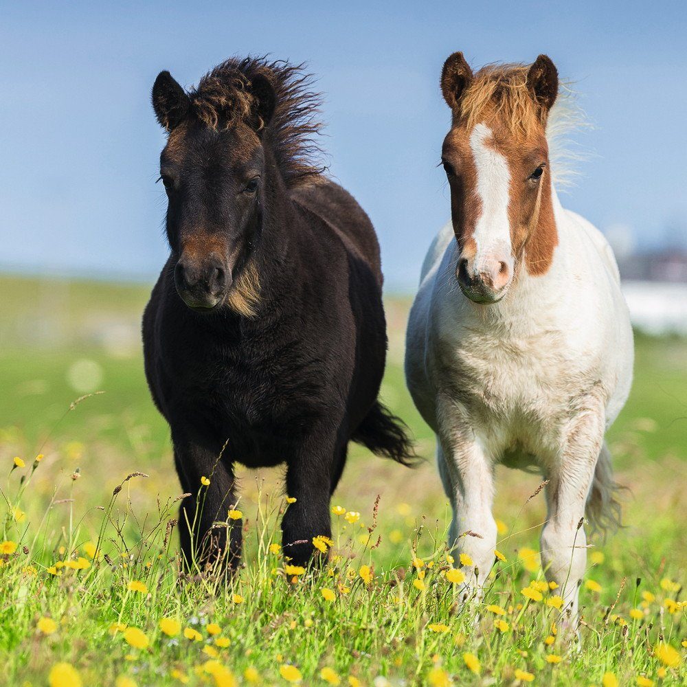 Ravensburger Puzzle 3 x 49 Teile Ravensburger Kinder Puzzle Liebe Pferde 08 günstig online kaufen