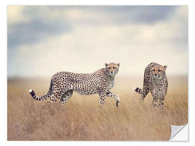 Posterlounge Wandfolie Editors Choice, Geparden auf der Jagd, Fotografie