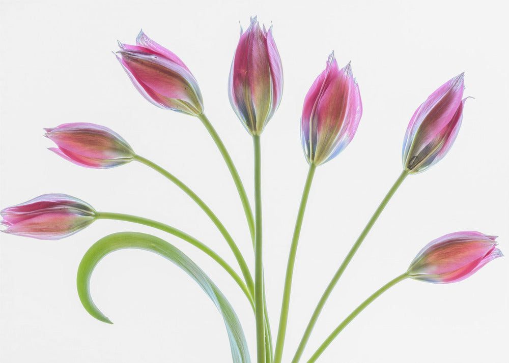Papermoon Leinwandbild "Tulipa" von Mandy Disher, 250 g/m² Galeriedruck, Auf Holzkeilrahmen, brillante UV-beständige Farben, Made in Germany