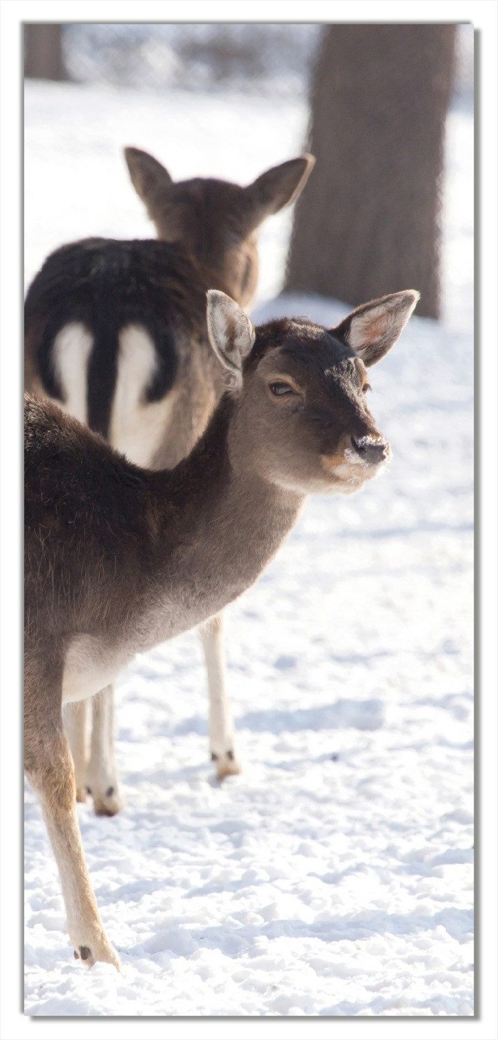 Wallario Türtapete Zwei junge Elche im Schnee in Arizona - Amerika, glatt, ohne Struktur
