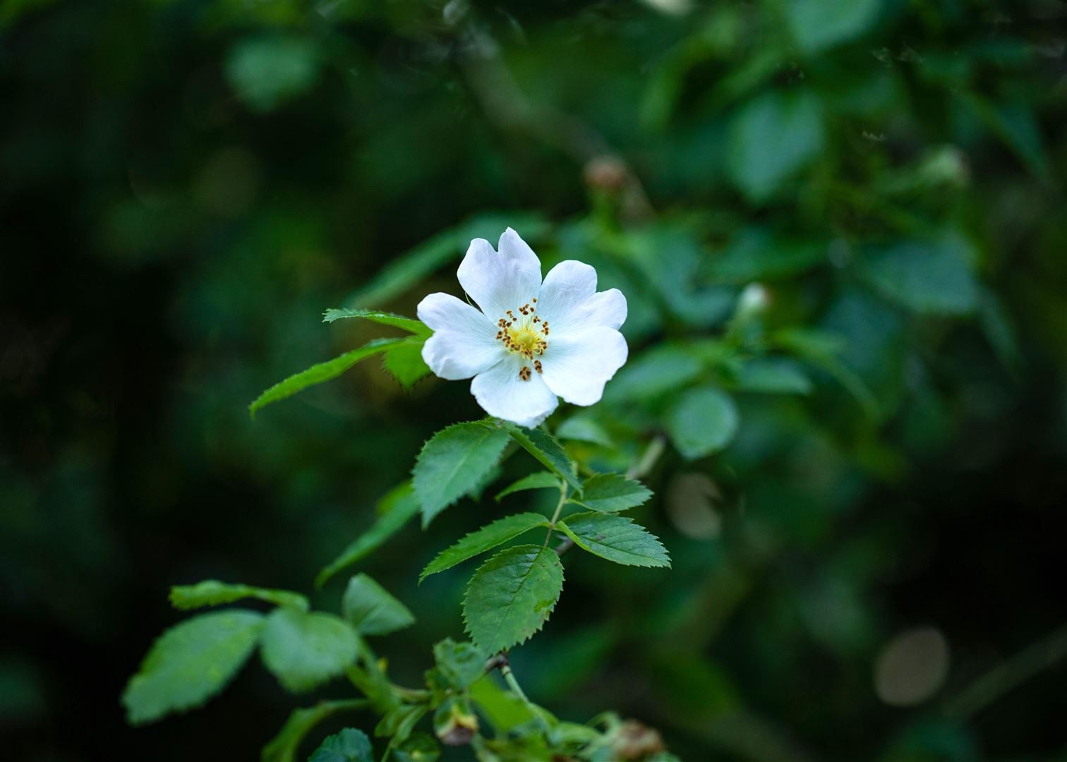 Pflanzen für Dich Rose Rosa multiflora