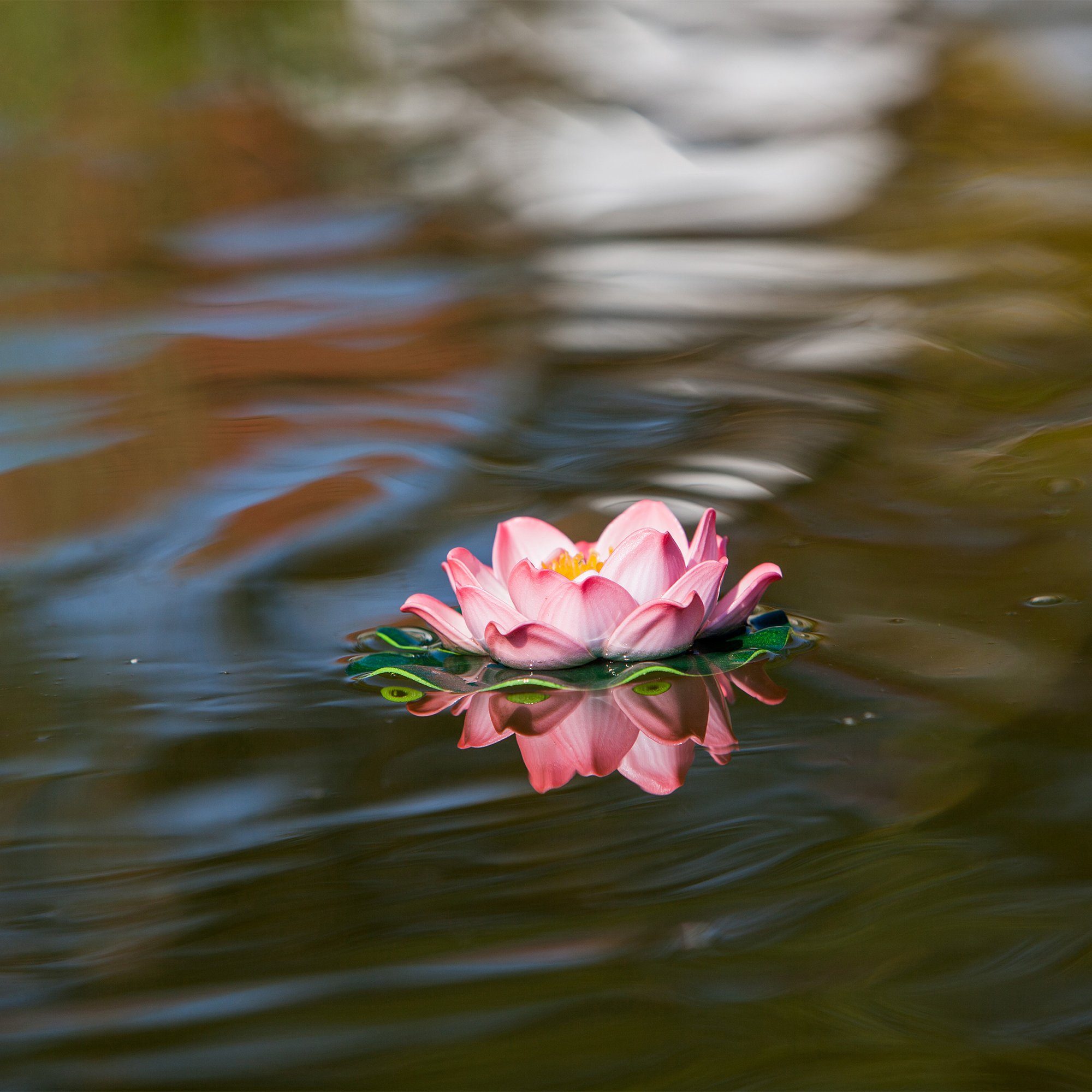 Heissner Teichfigur Heissner Seerose rosa mittel günstig online kaufen