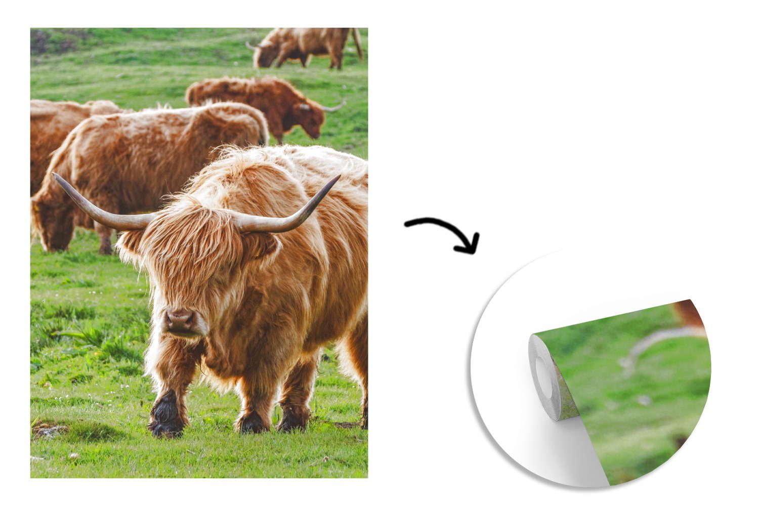 (4 Matt, Wandtapete Kühe für Wohnzimmer, bedruckt, - MuchoWow Gras, St), - Montagefertig Vinyl Fototapete Hochländer Tapete Schottischer