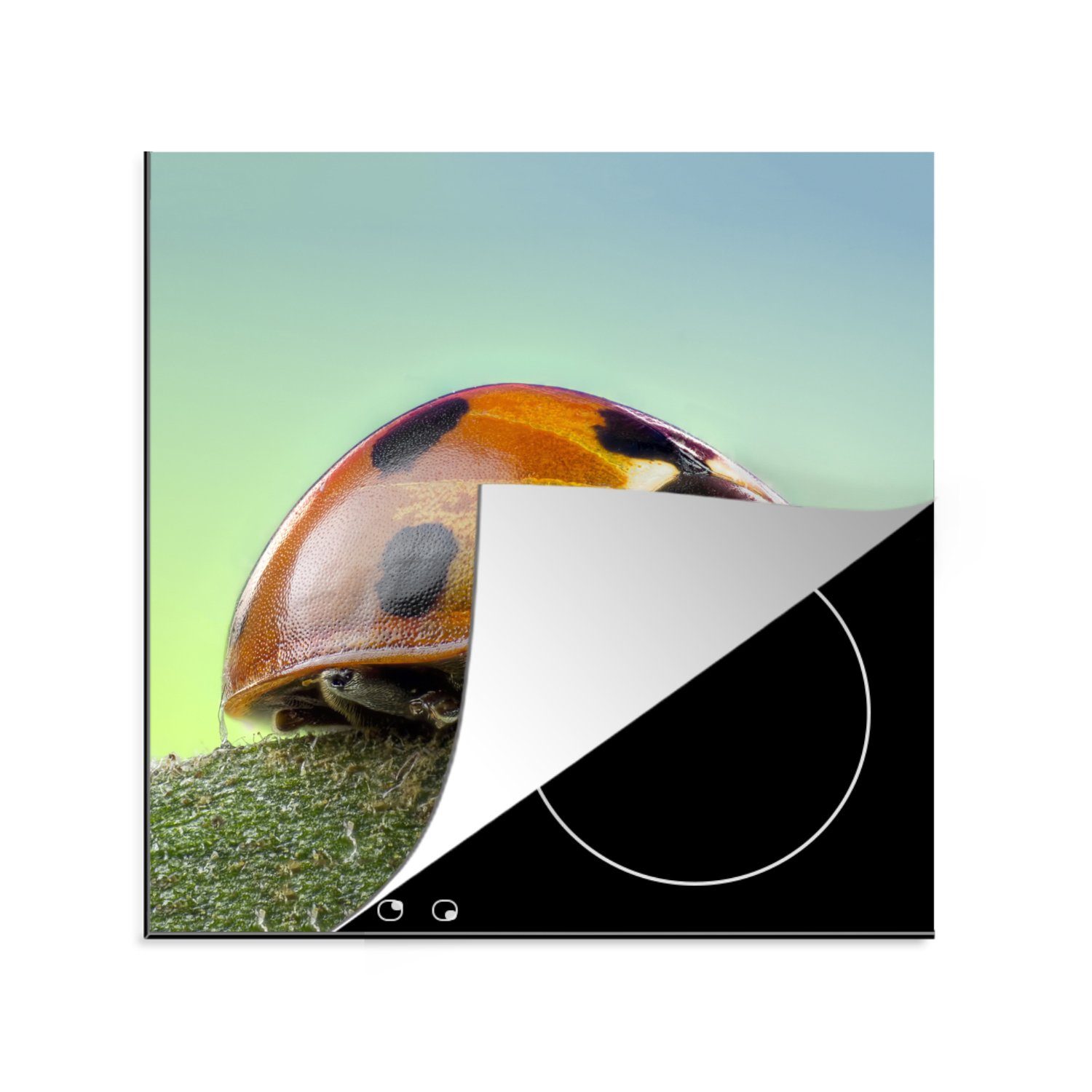 MuchoWow Herdblende-/Abdeckplatte Marienkäfer - Insekten - Tiere, Vinyl, (1 tlg), 78x78 cm, Ceranfeldabdeckung, Arbeitsplatte für küche | Herdabdeckplatten