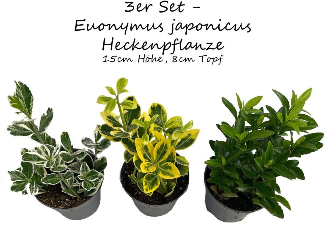 LB H&F Lilienburg Pflanzer 3er SET Heckenpflanze Heckenpflanzen ECHTE