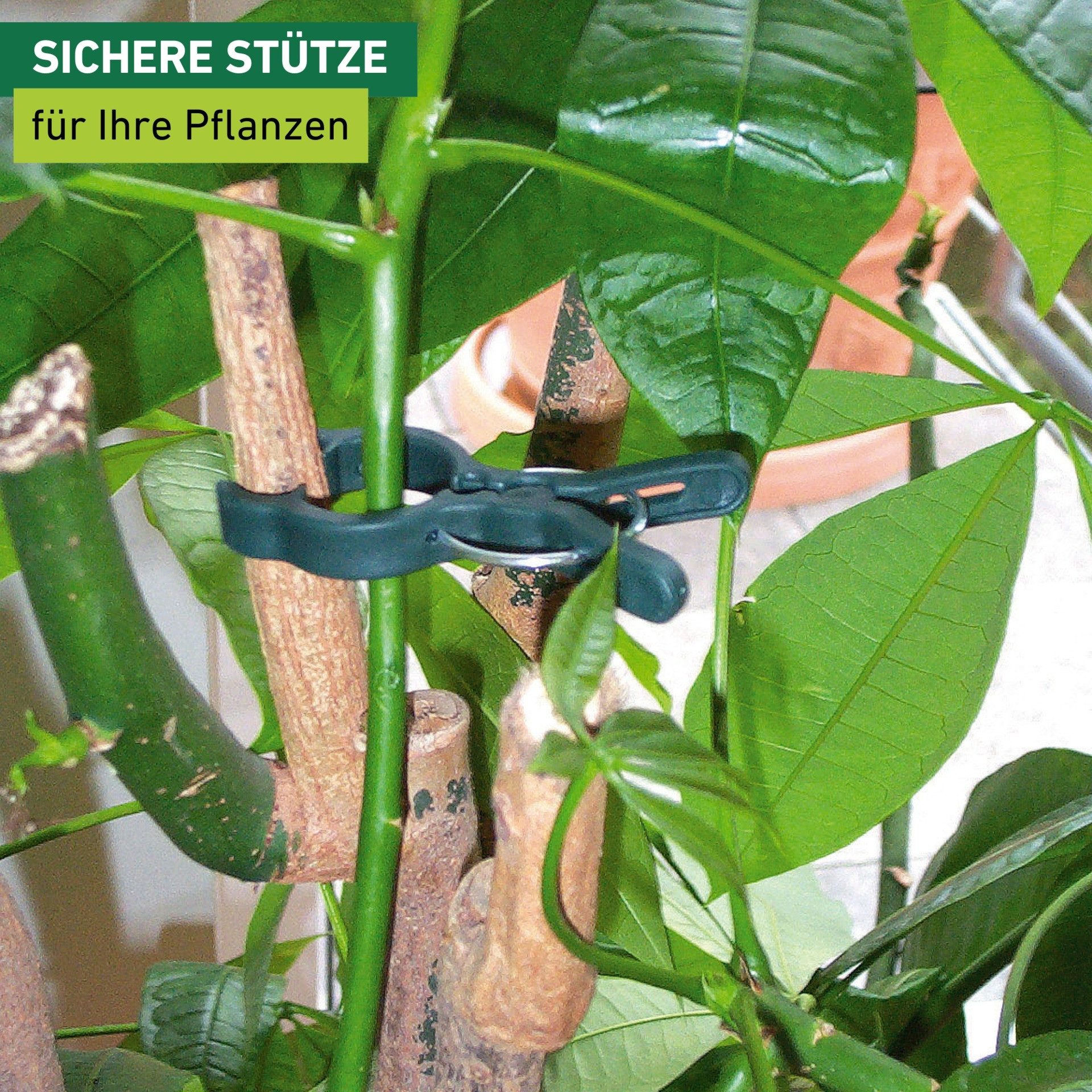 Windhager Rankhilfe Pflanzenclips Fix zum befestigen von Ästen, Pflanzklammern 12 Stk. Packung, 12 St., Pflanzenhalter 7,5 x 5 cm, grün – Bild 4 von 5
