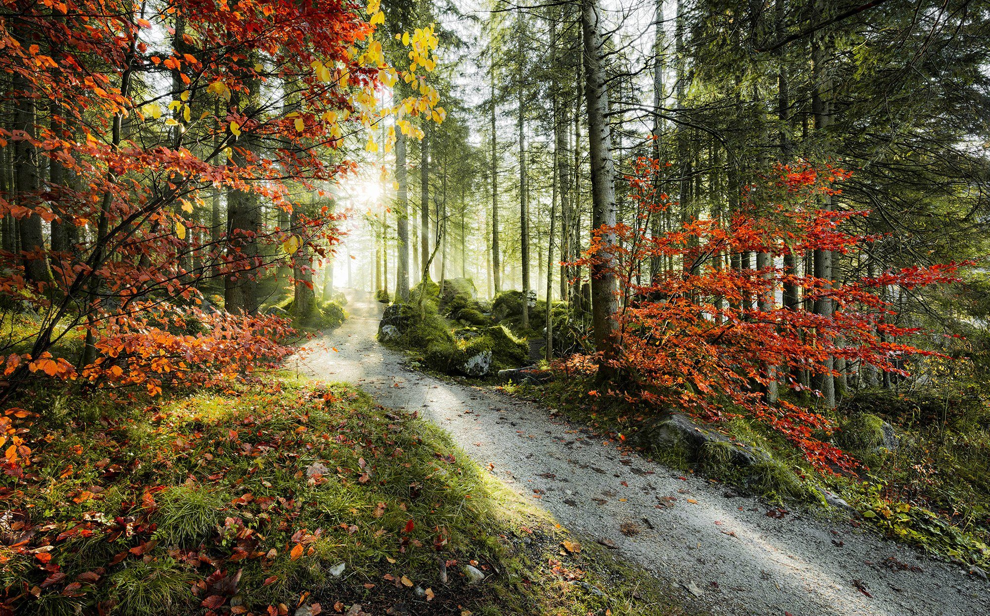 Komar Vliestapete Digitaldruck Vlies - Feuerzungen - Größe 450 x 280 cm, glatt, bedruckt, (9 St), Wohnzimmer, Schlafzimmer