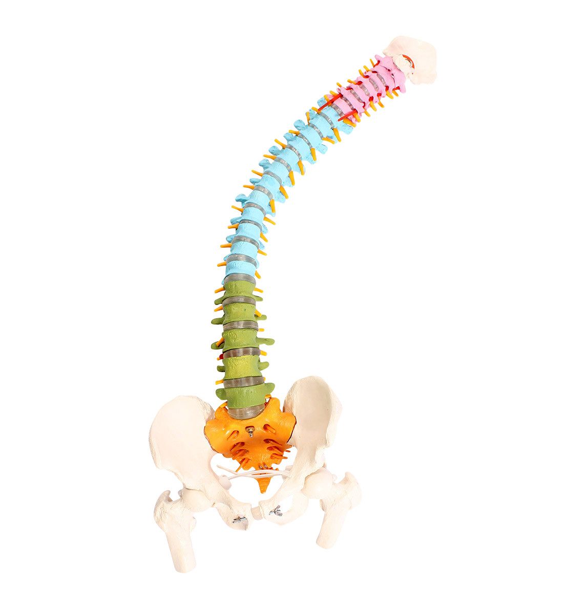 Cranstein Scientific Dekoobjekt Flexible Wirbelsäule Anatomie Modell lebensgroß didaktisch gefärbt Hän