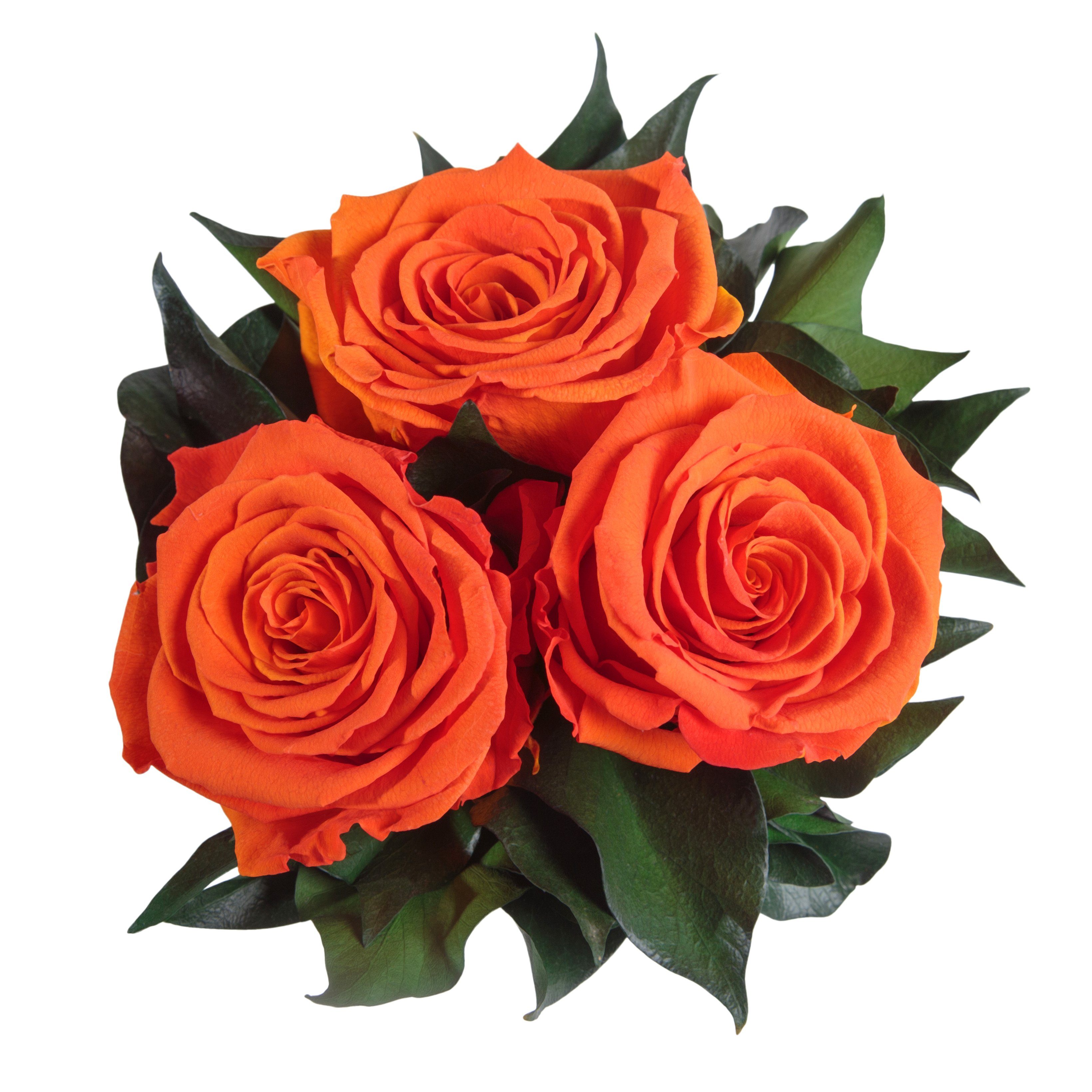Geschenk Sie 10 Kunstblume Rose, Rosen rund ROSEMARIE cm, echte SCHULZ Orange konserviert Rosen Rosenbox Infinity 3 für Heidelberg, Höhe weiß