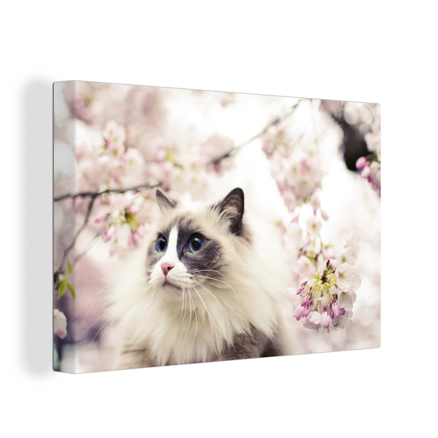 OneMillionCanvasses® Leinwandbild Eine Ragdoll-Katze zwischen rosa Blumen, (1 St), Wandbild Leinwandbilder, Aufhängefertig, Wanddeko, 30x20 cm