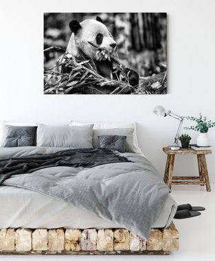 Pixxprint Leinwandbild Pandabär beim Fressen, Pandabär beim Fressen (1 St), Leinwandbild fertig bespannt, inkl. Zackenaufhänger