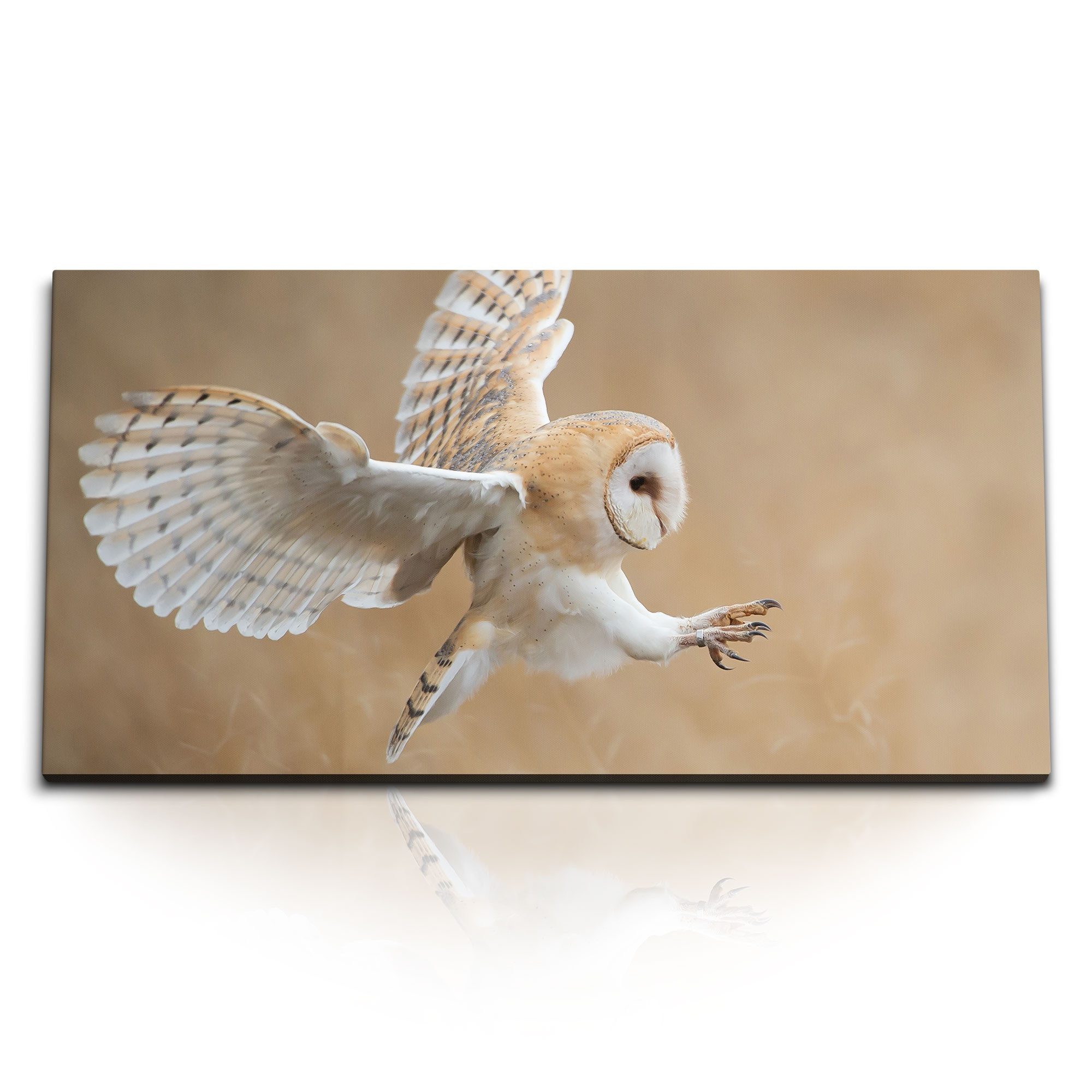 Leinwandbild Kunstdruck Bilder 120x60cm Weiße Eule Tierfotografie Beige Natur