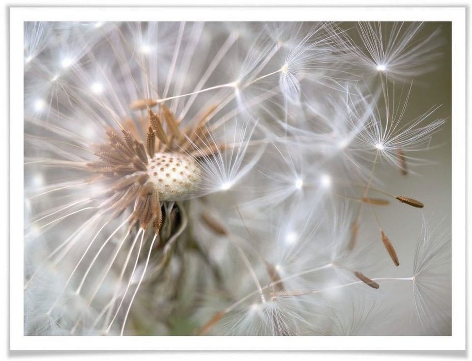 Wall-Art Poster Pusteblume im Flug, Blumen (1 St)