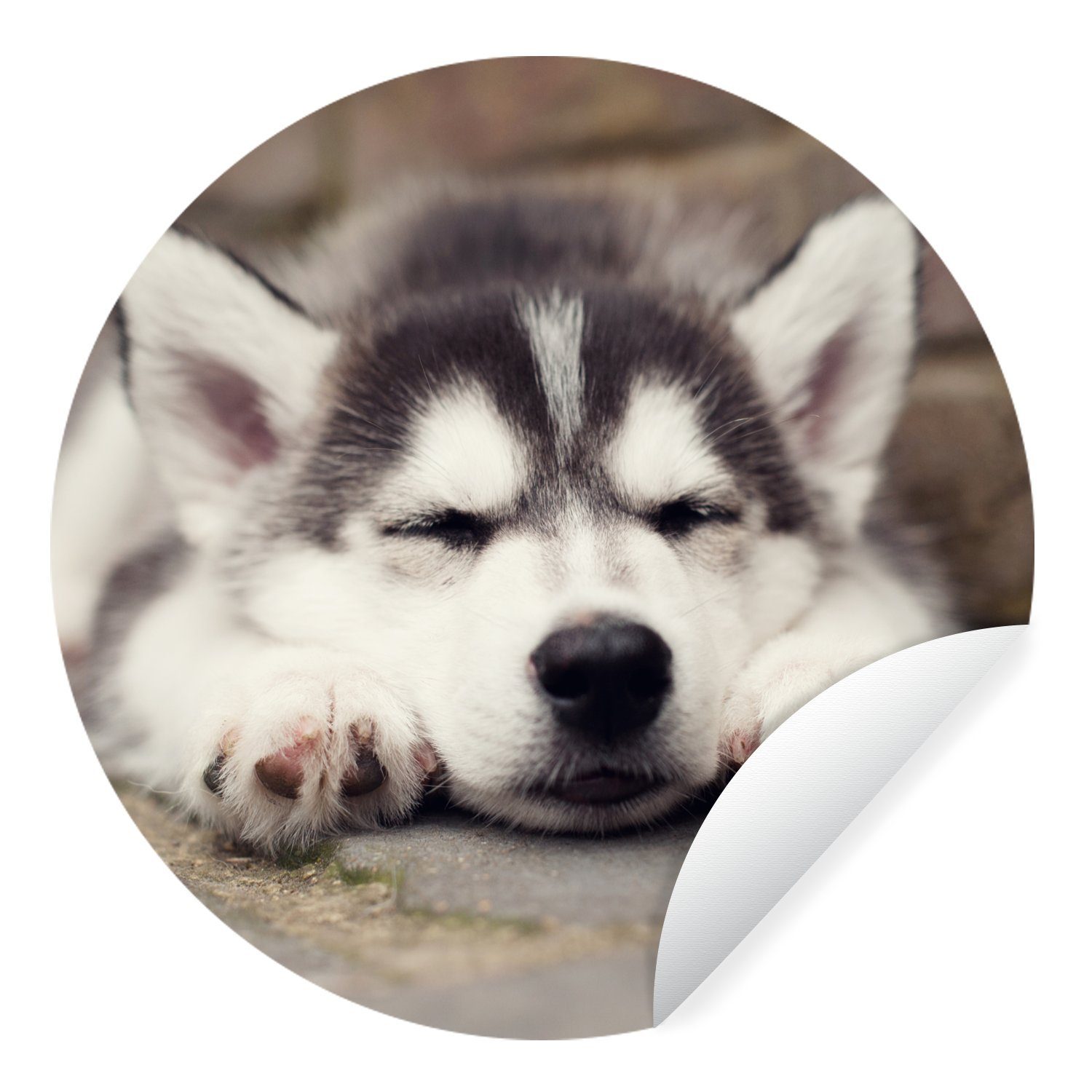 MuchoWow Wandsticker Husky-Welpe Wohnzimmer Kinderzimmer, für schläft Tapetenkreis Tapetenaufkleber, St), (1 Rund