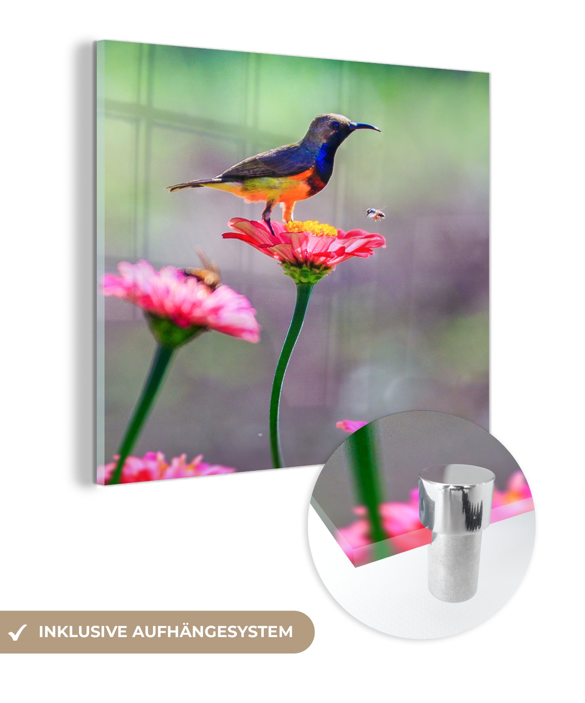 MuchoWow Acrylglasbild Nahaufnahme eines Kolibris auf rosa Blüten, (1 St), Glasbilder - Bilder auf Glas Wandbild - Foto auf Glas - Wanddekoration